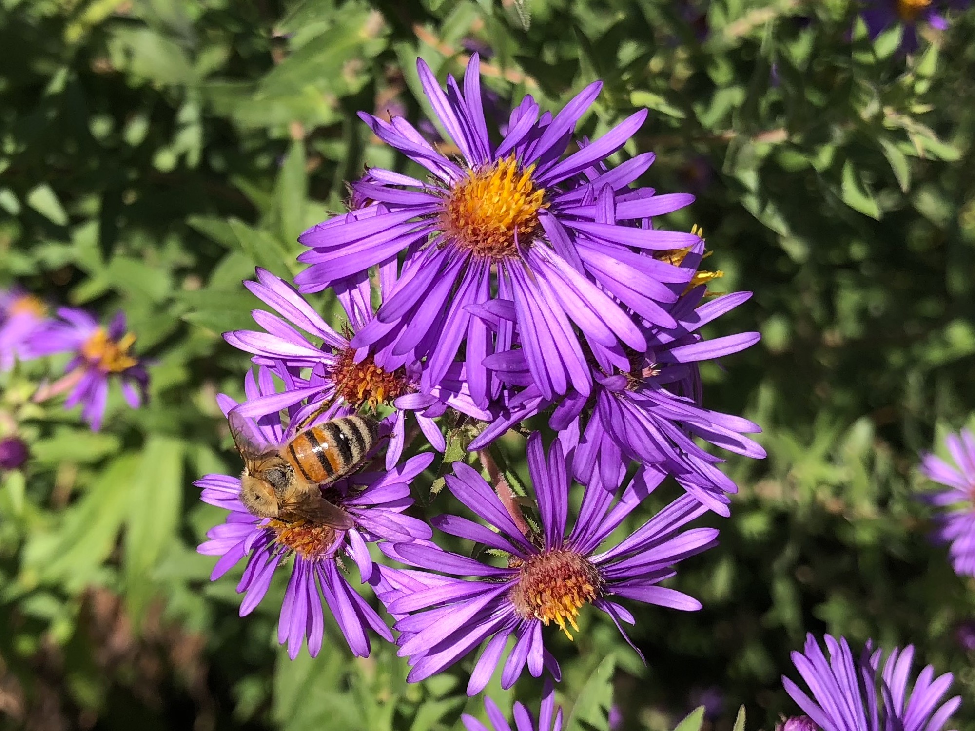 Bee on Purple Aster on September 23, 2018