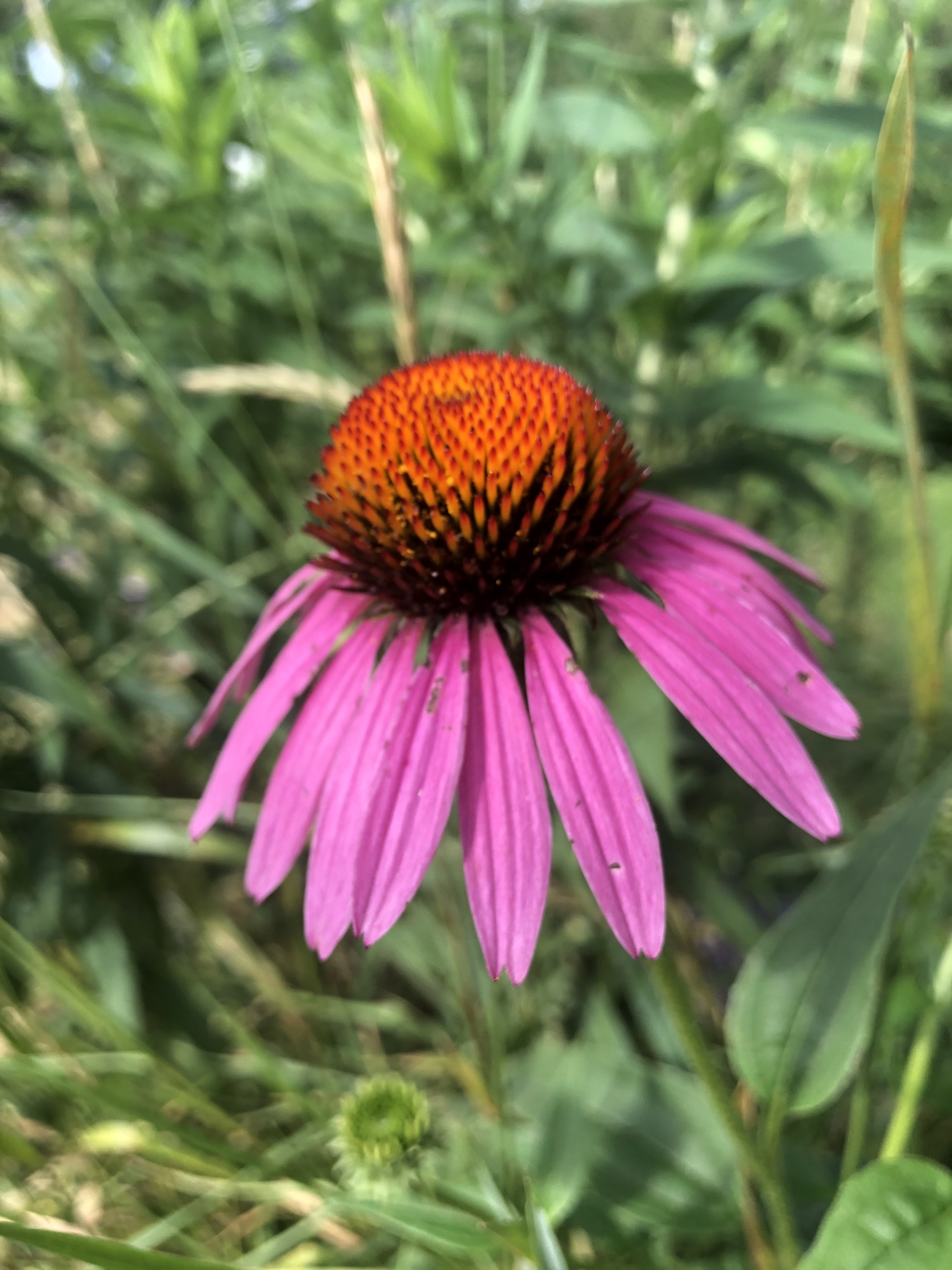 Purple coneflower in the woods in Nakoma Park in Madison, Wisconsin on July 21, 2020.