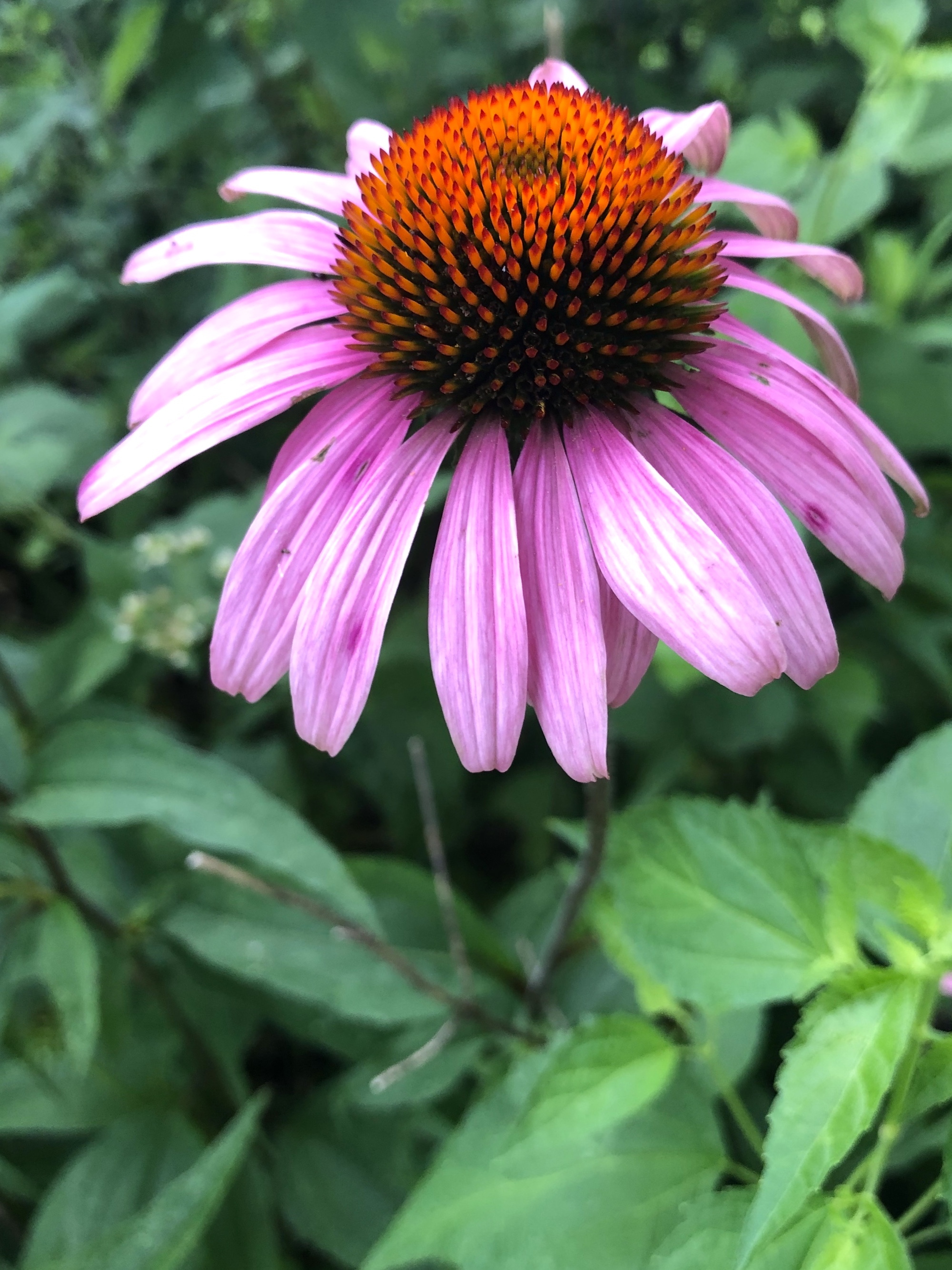 Purple coneflower in the woods in Nakoma Park in Madison, Wisconsin on July 28, 2020.