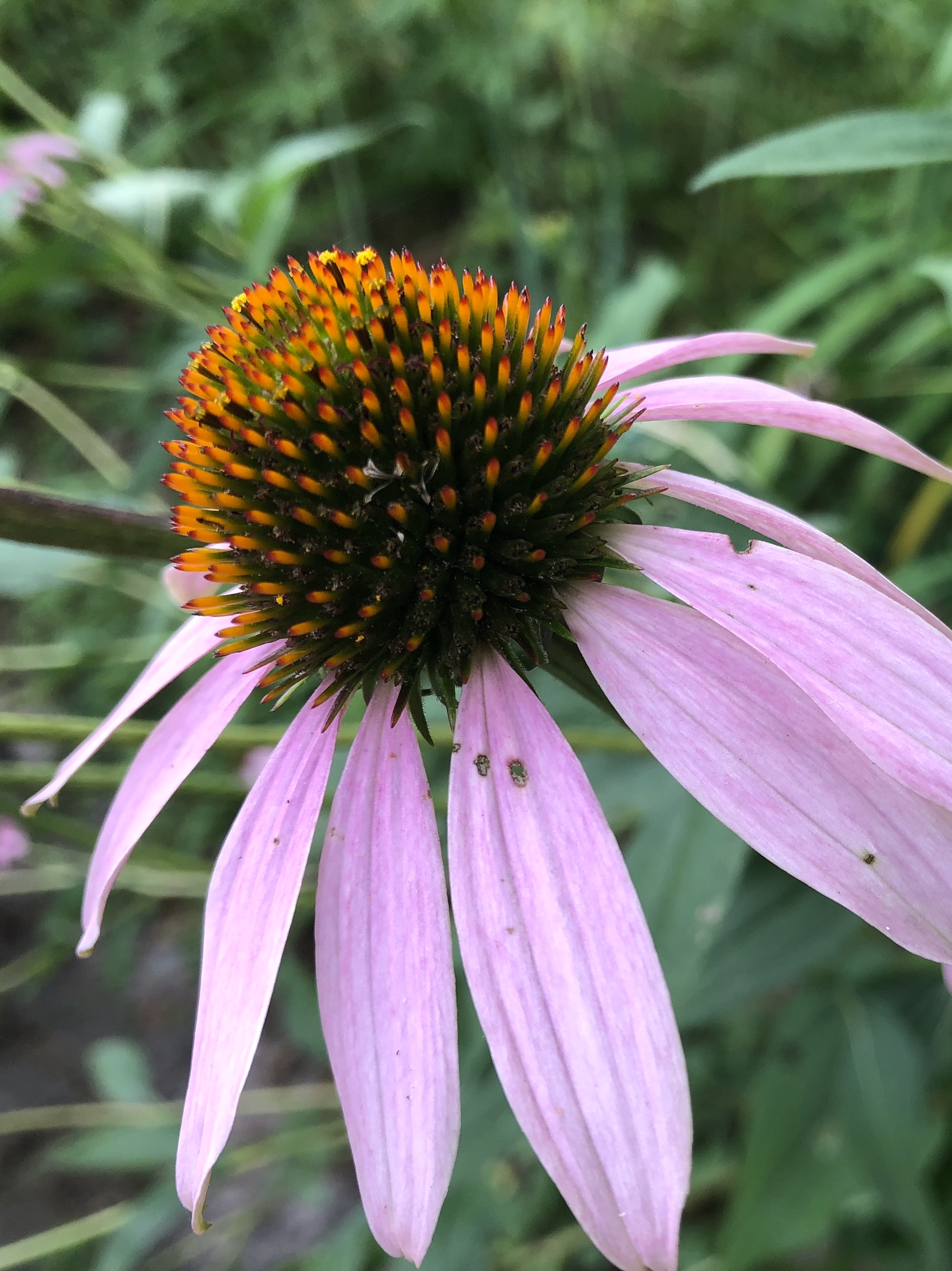 Purple coneflower on bikepath at Glenway crossing in Madison, Wisconsin on August 15, 2018.