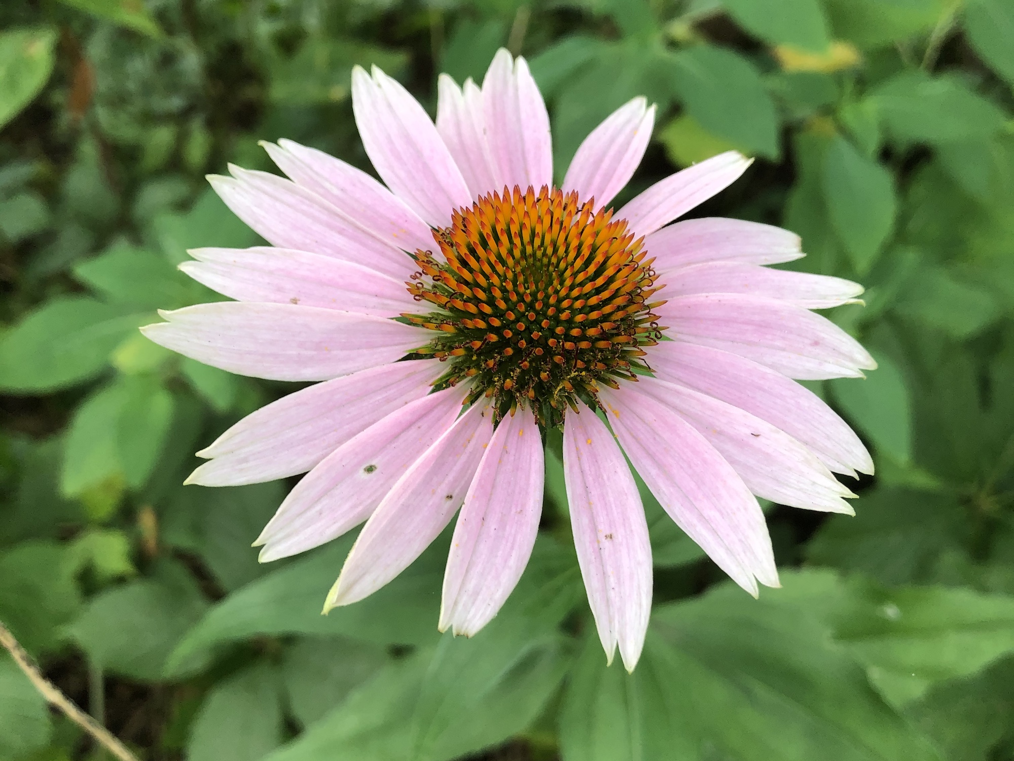 Purple coneflower in the woods in Nakoma Park in Madison, Wisconsin on August 1, 2020.