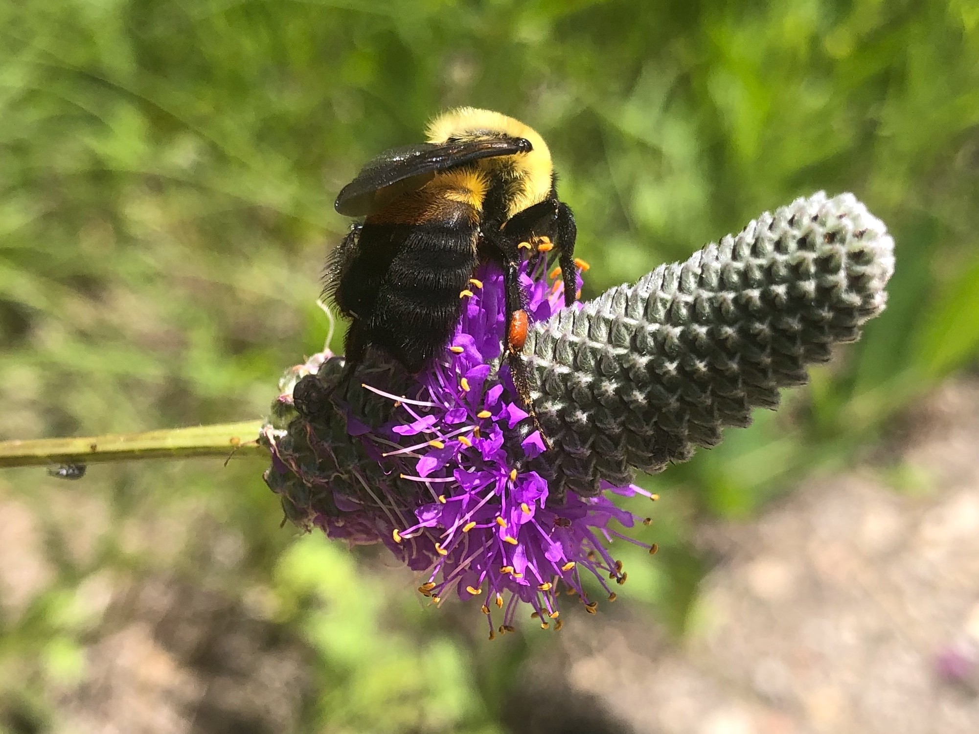 Bumblebee on Purple Prairie Clover on July 10, 2020.