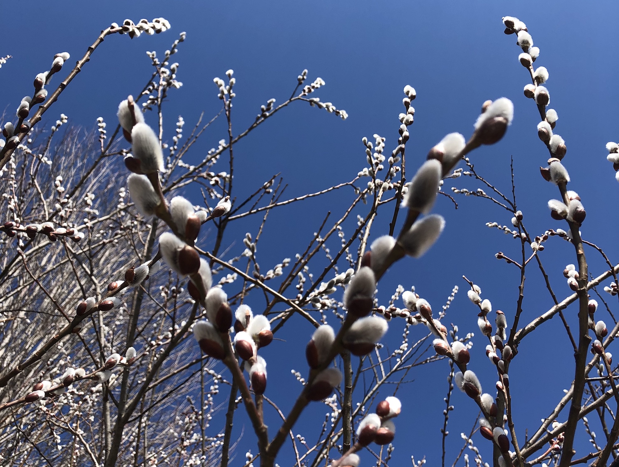 Pussy Willow in Longenecker Gardens at the University of Wisconsin Arboretum on March 17, 2019.