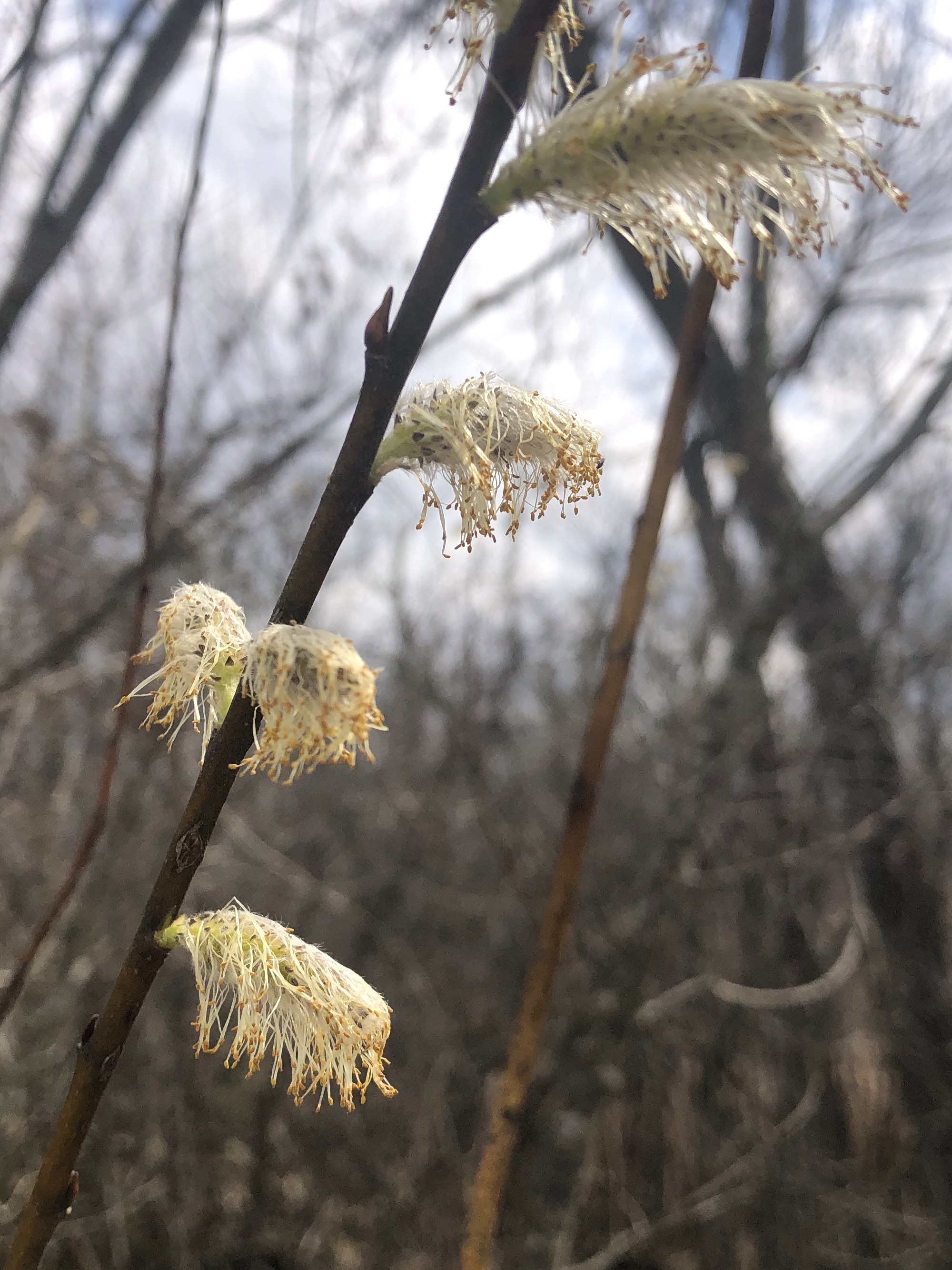 Pussy Willow along shore of Lake wingra on April 8, 2021.