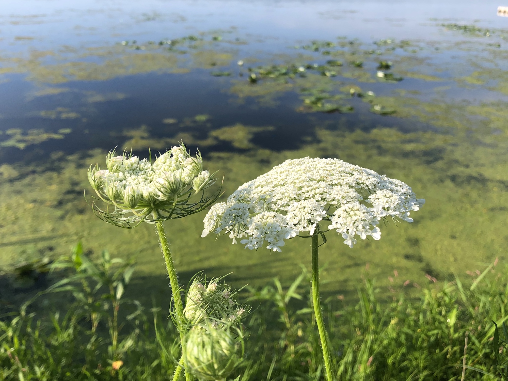 Queen Anne's Lace on shore of Lake Wingra in Wingra Park in Madison, WI on August 23, 2020.