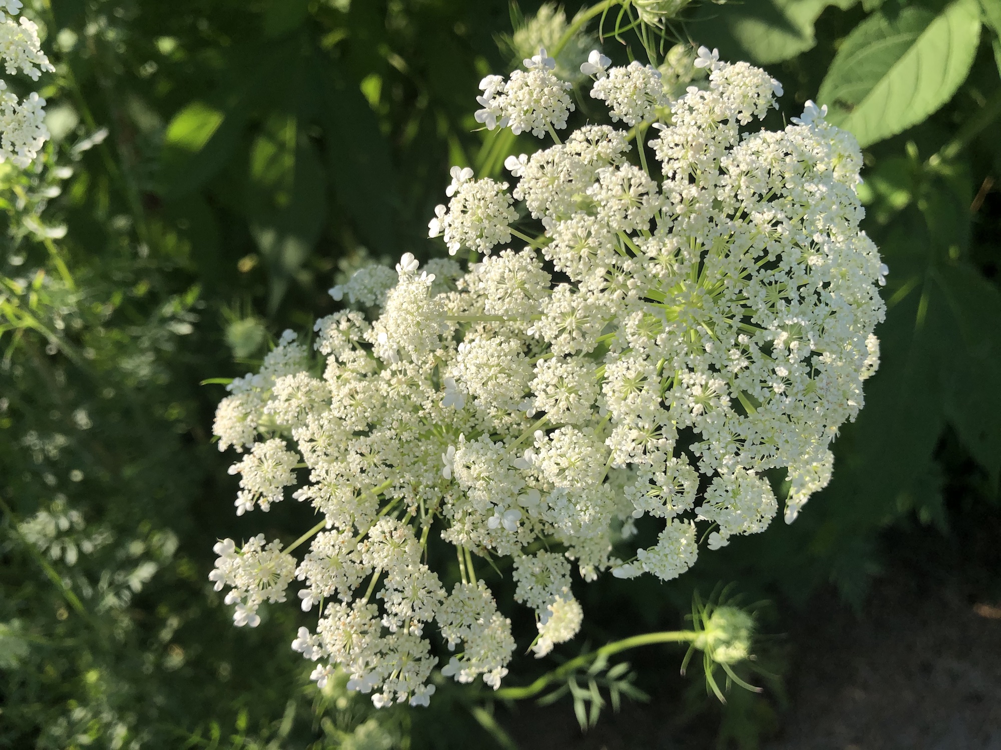 Queen Anne's Lace on bank of retaining pond on the corner of Nakoma Road and Manitou Way in Madison, WI on July 19, 2020.