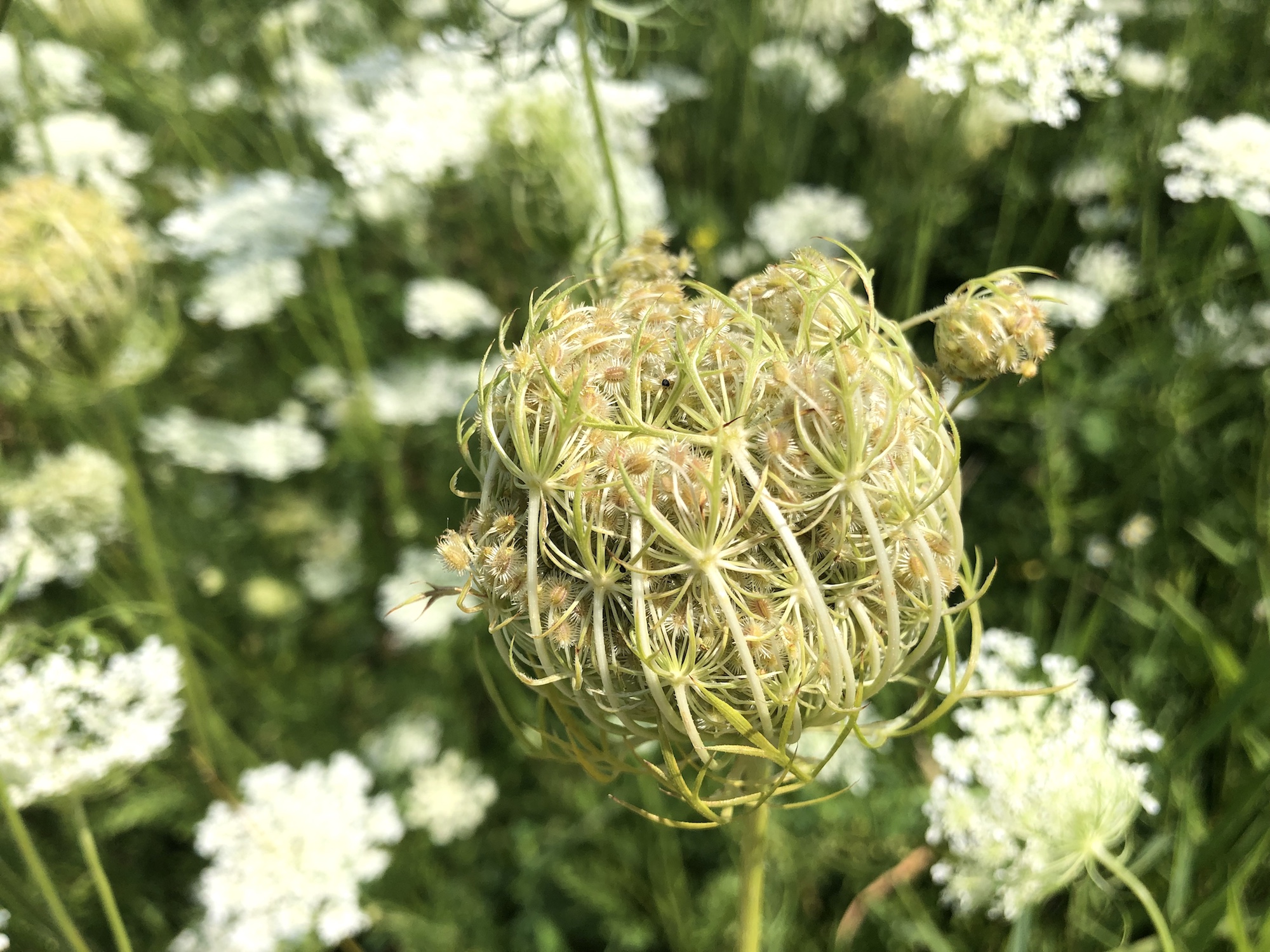 Queen Anne's Lace on bank of retaining pond on the corner of Nakoma Road and Manitou Way in Madison, WI on July 27, 2019.