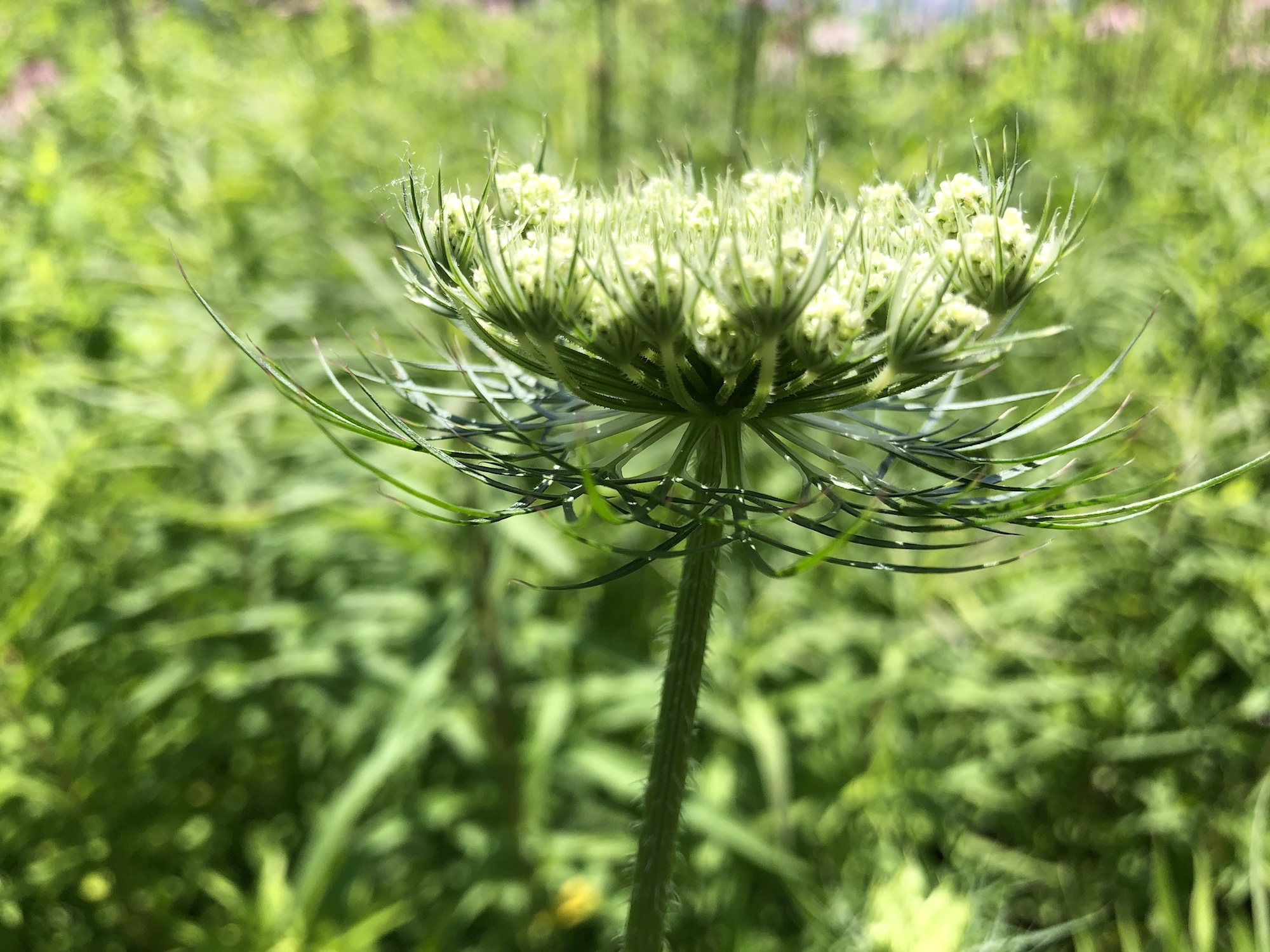 Queen Anne's Lace on bank of retaining pond on the corner of Nakoma Road and Manitou Way in Madison, WI on June 25, 2019.