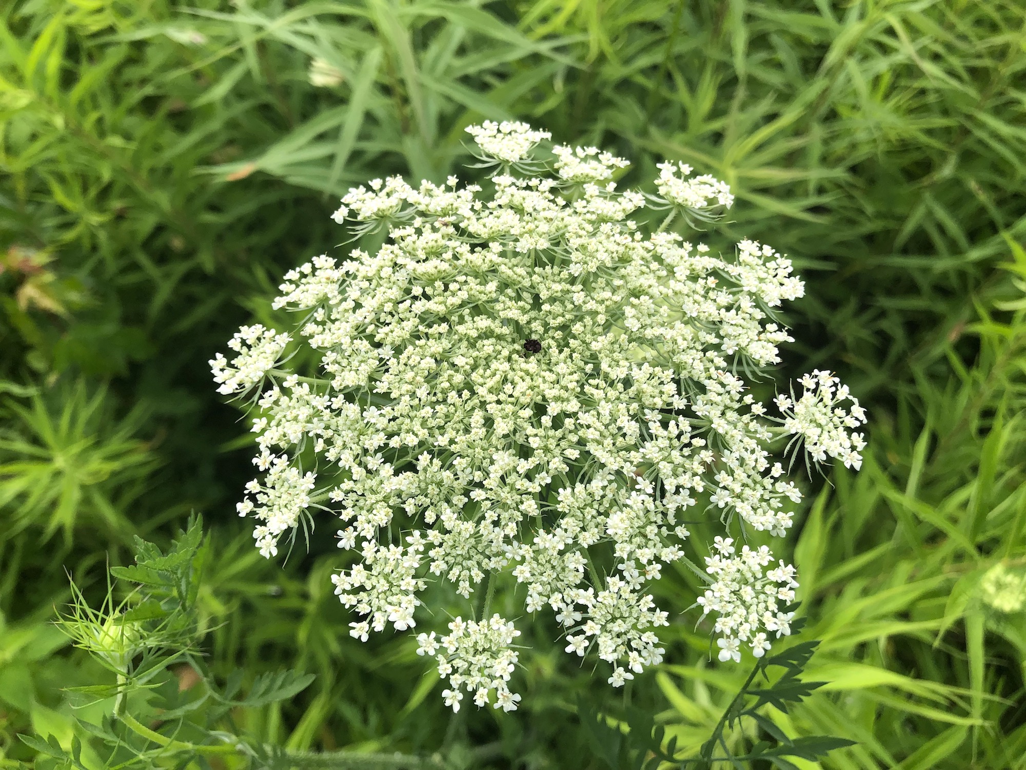 Queen Anne's Lace on bank of retaining pond on the corner of Nakoma Road and Manitou Way in Madison, WI on June 30, 2019.