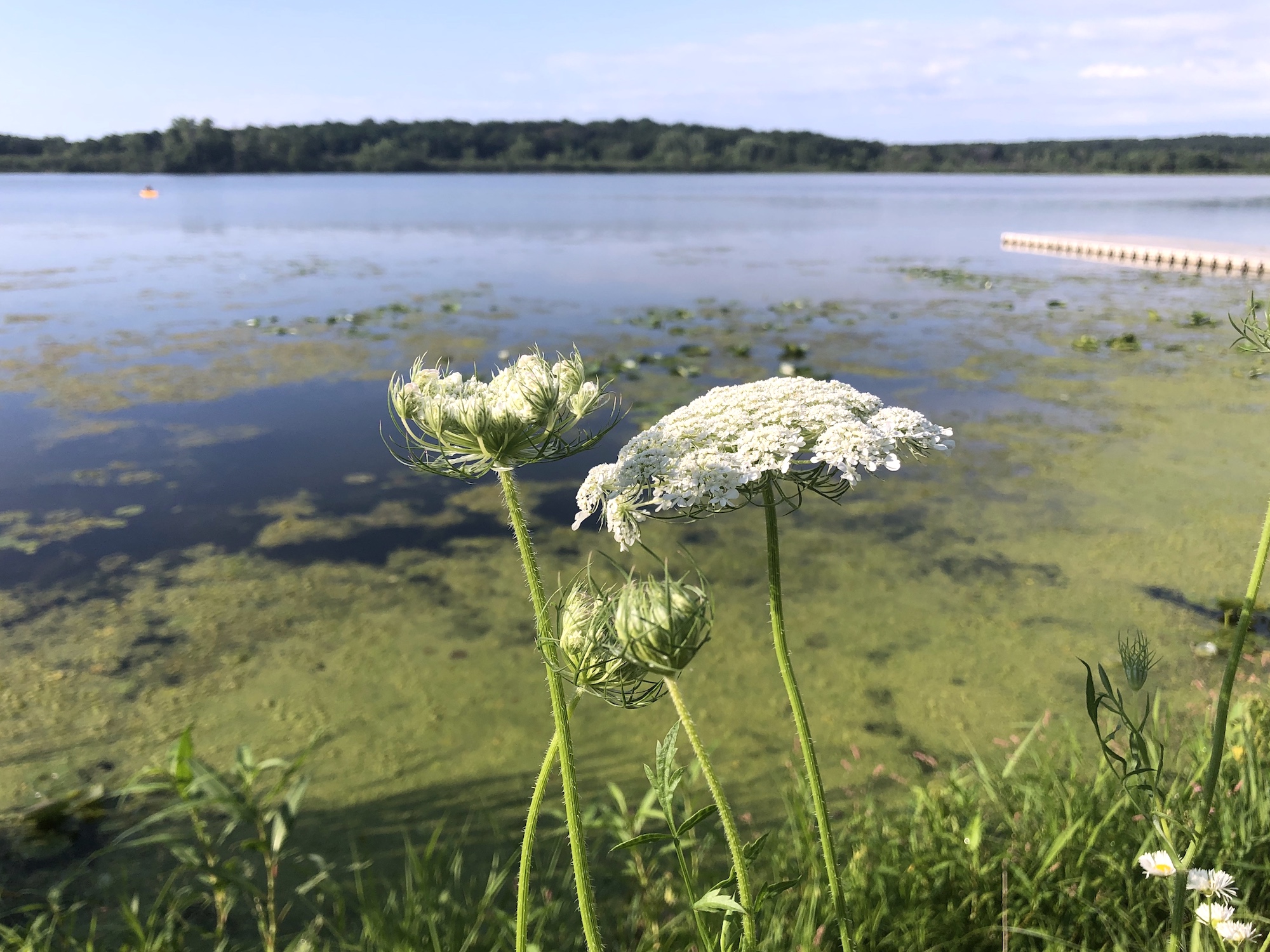 Queen Anne's Lace on shore of Lake Wingra in Wingra Park in Madison, WI on August 23, 2020.