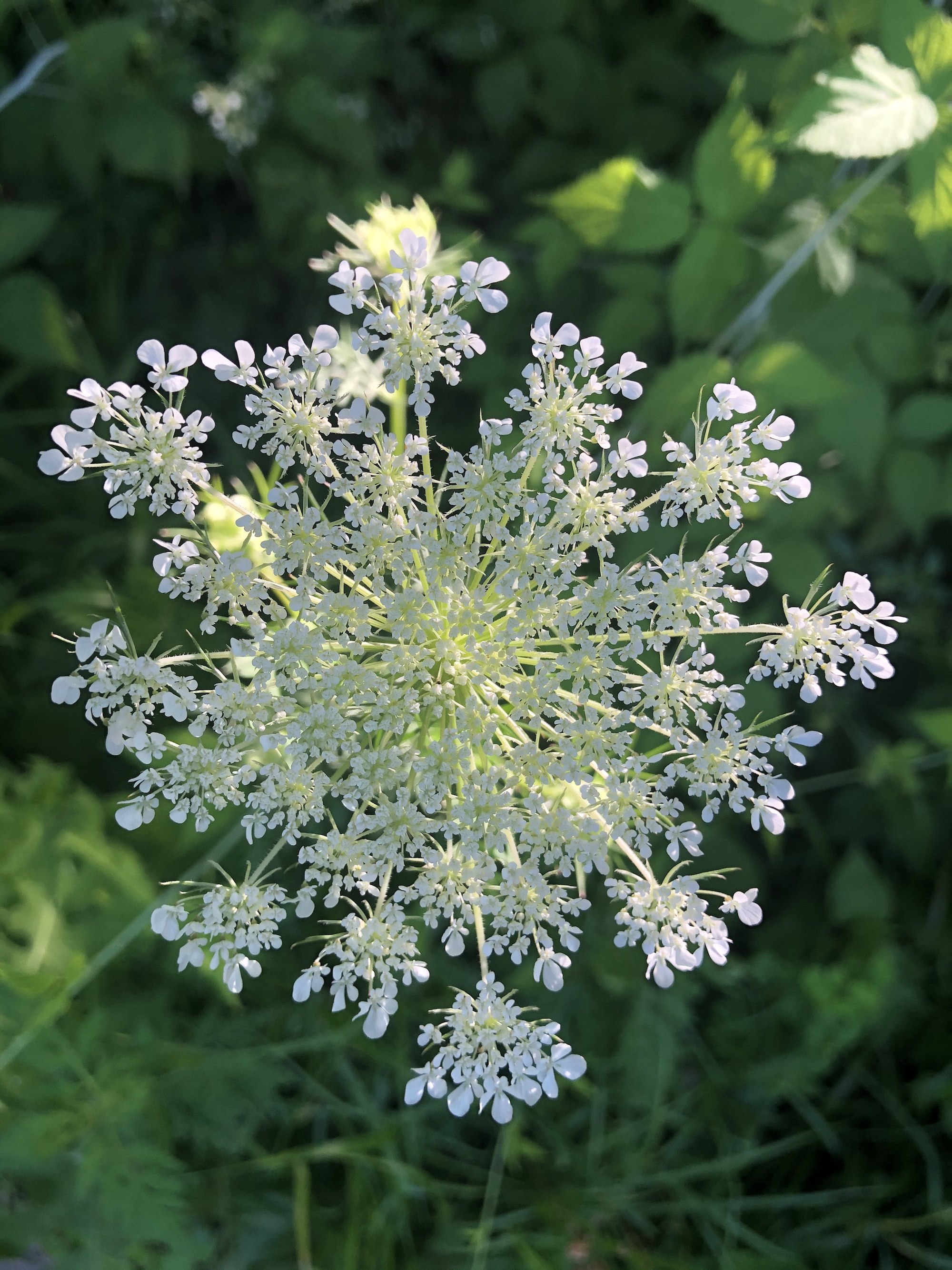 Queen Anne's Lace on bank of retaining pond on the corner of Nakoma Road and Manitou Way on July 17, 2020.