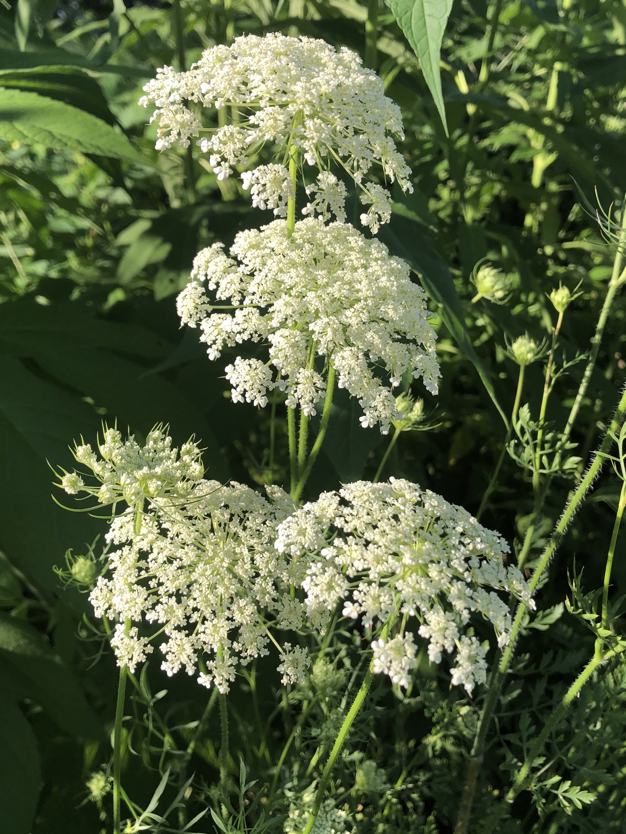 Queen Anne's Lace on bank of retaining pond on the corner of Nakoma Road and Manitou Way on July 19, 2020.