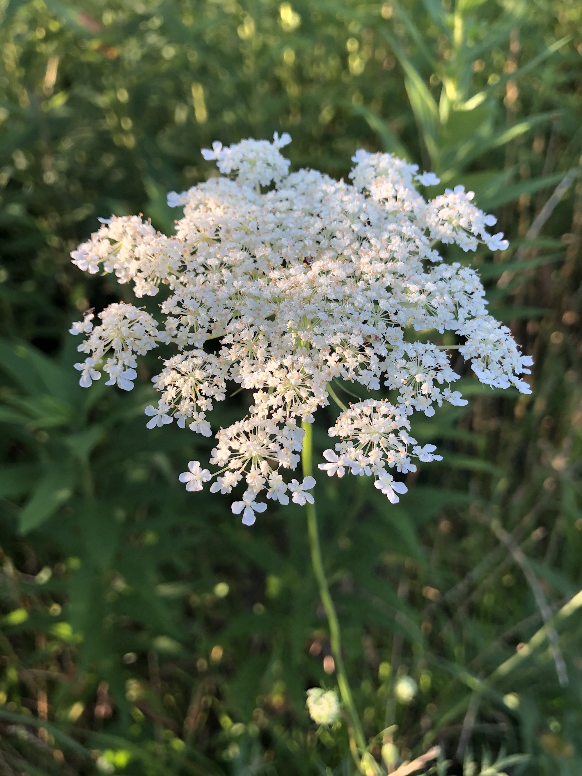Queen Anne's Lace on bank of retaining pond on the corner of Nakoma Road and Manitou Way on August 6, 2020.