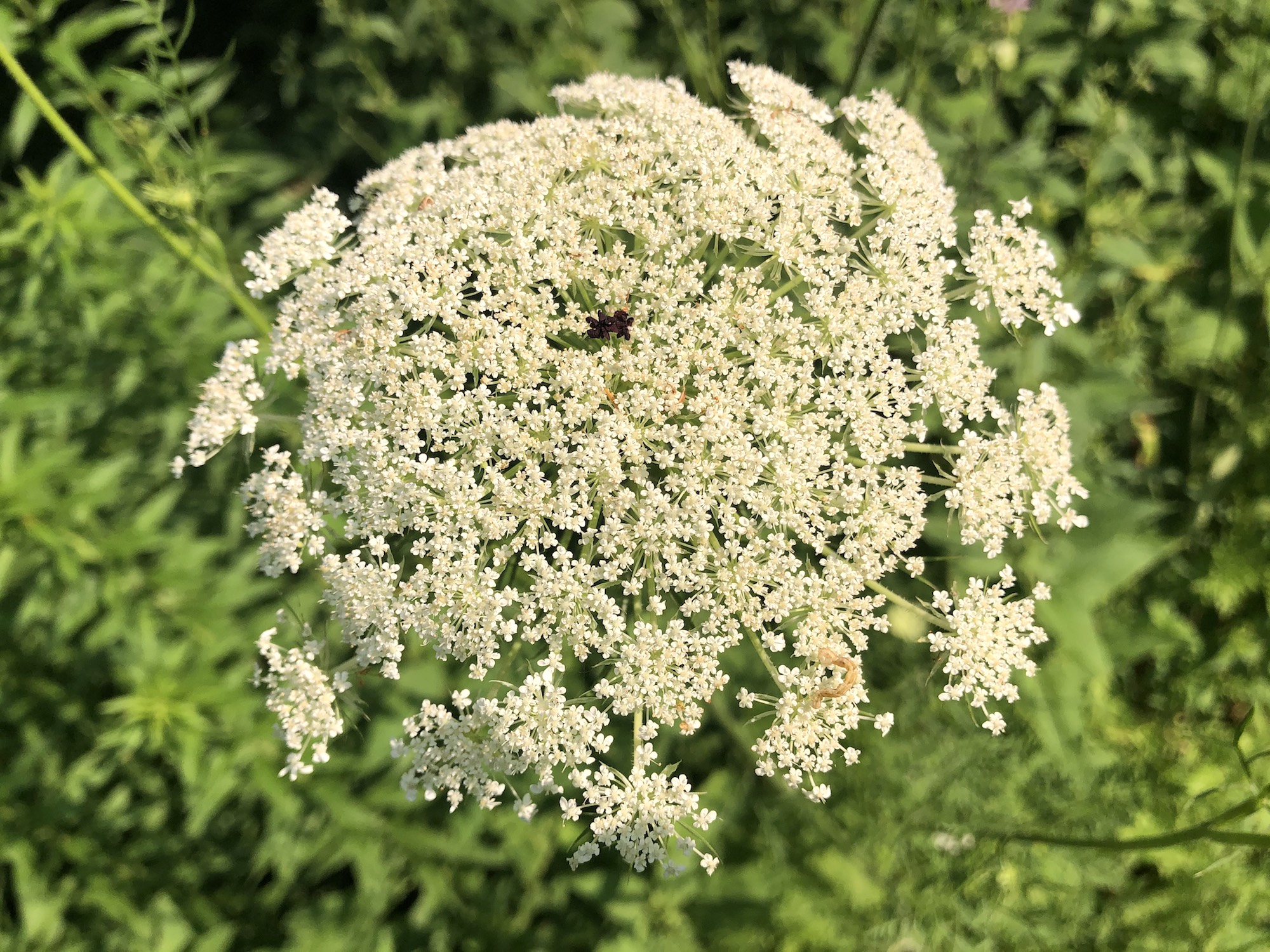 Queen Anne's Lace in Nakoma Park in Madison, WI on July 9, 2020.