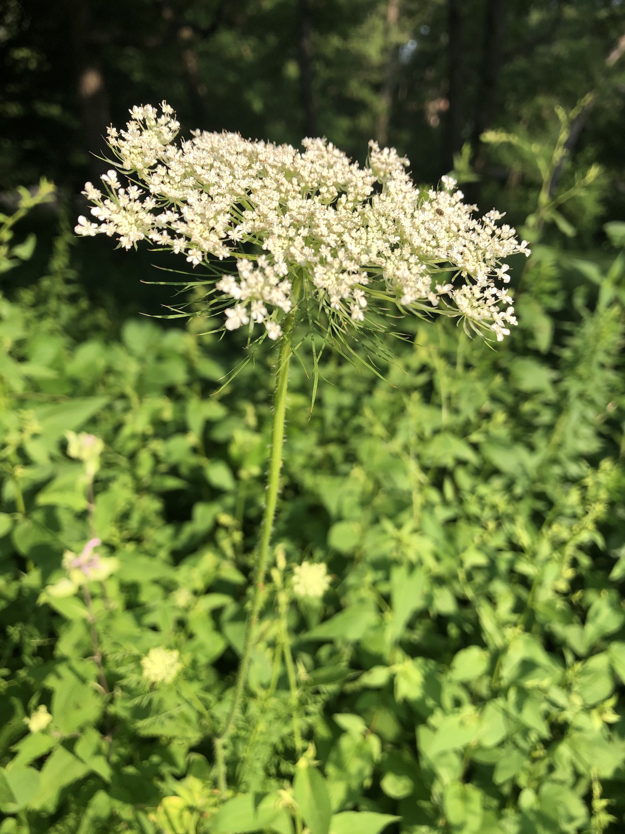 Queen Anne's Lace in Nakoma Park in Madison, WI on July 9, 2020.