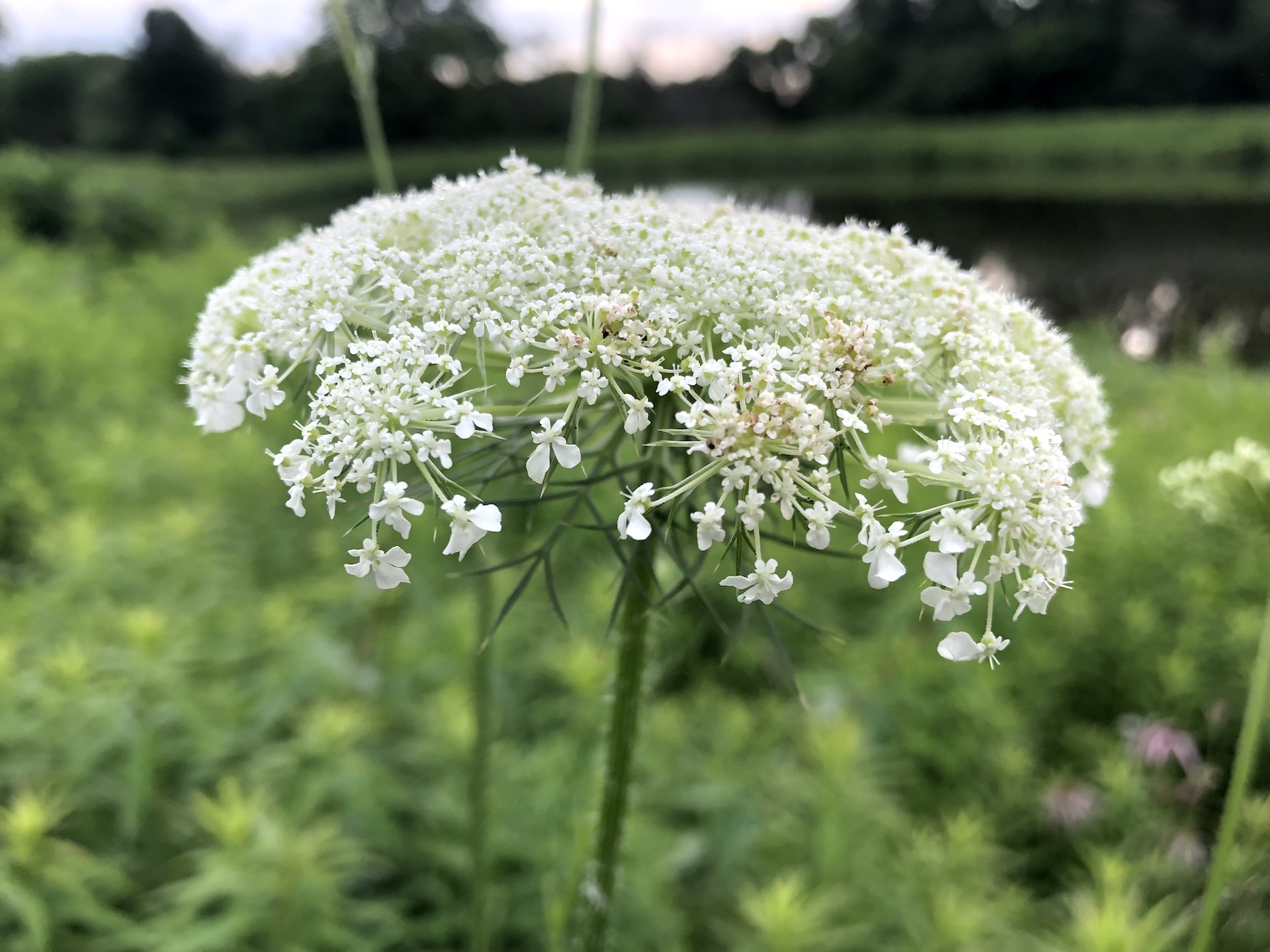 Queen Anne's Lace on bank of retaining pond on the corner of Nakoma Road and Manitou Way in Madison, WI on July 1, 2019.