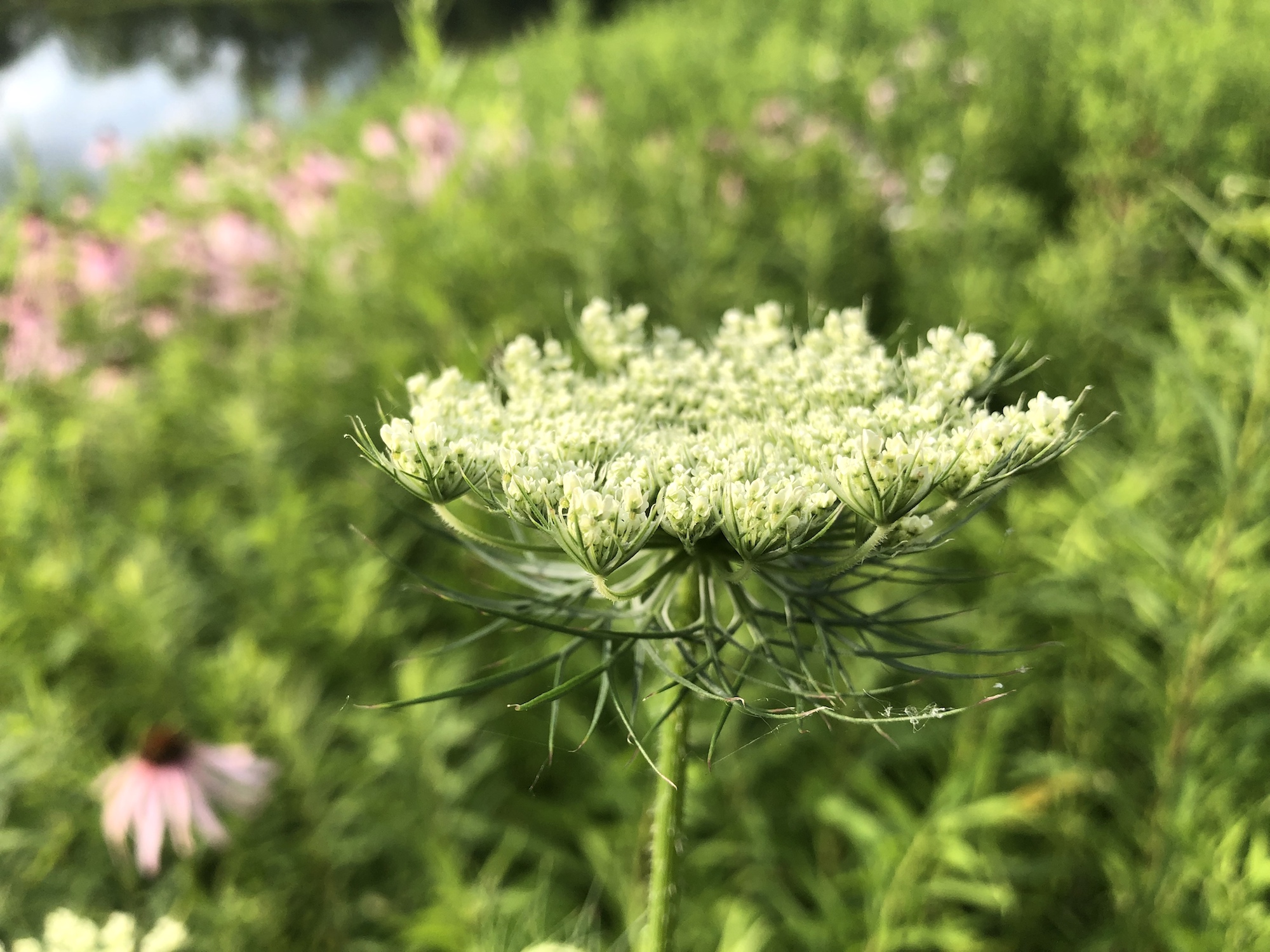 Queen Anne's Lace on bank of retaining pond on the corner of Nakoma Road and Manitou Way in Madison, WI on July 3, 2019.