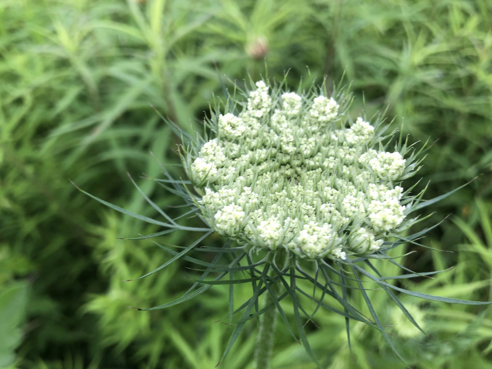 Queen Anne's Lace on bank of retaining pond on the corner of Nakoma Road and Manitou Way in Madison, WI on June 24, 2019.