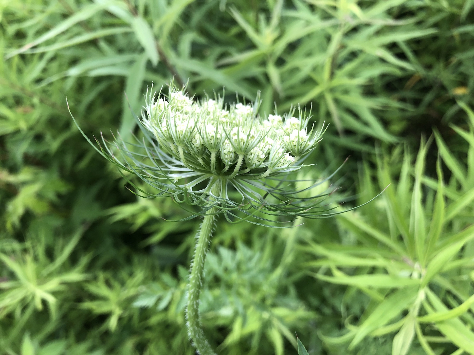 Queen Anne's Lace on bank of retaining pond on the corner of Nakoma Road and Manitou Way in Madison, WI on June 25, 2019.