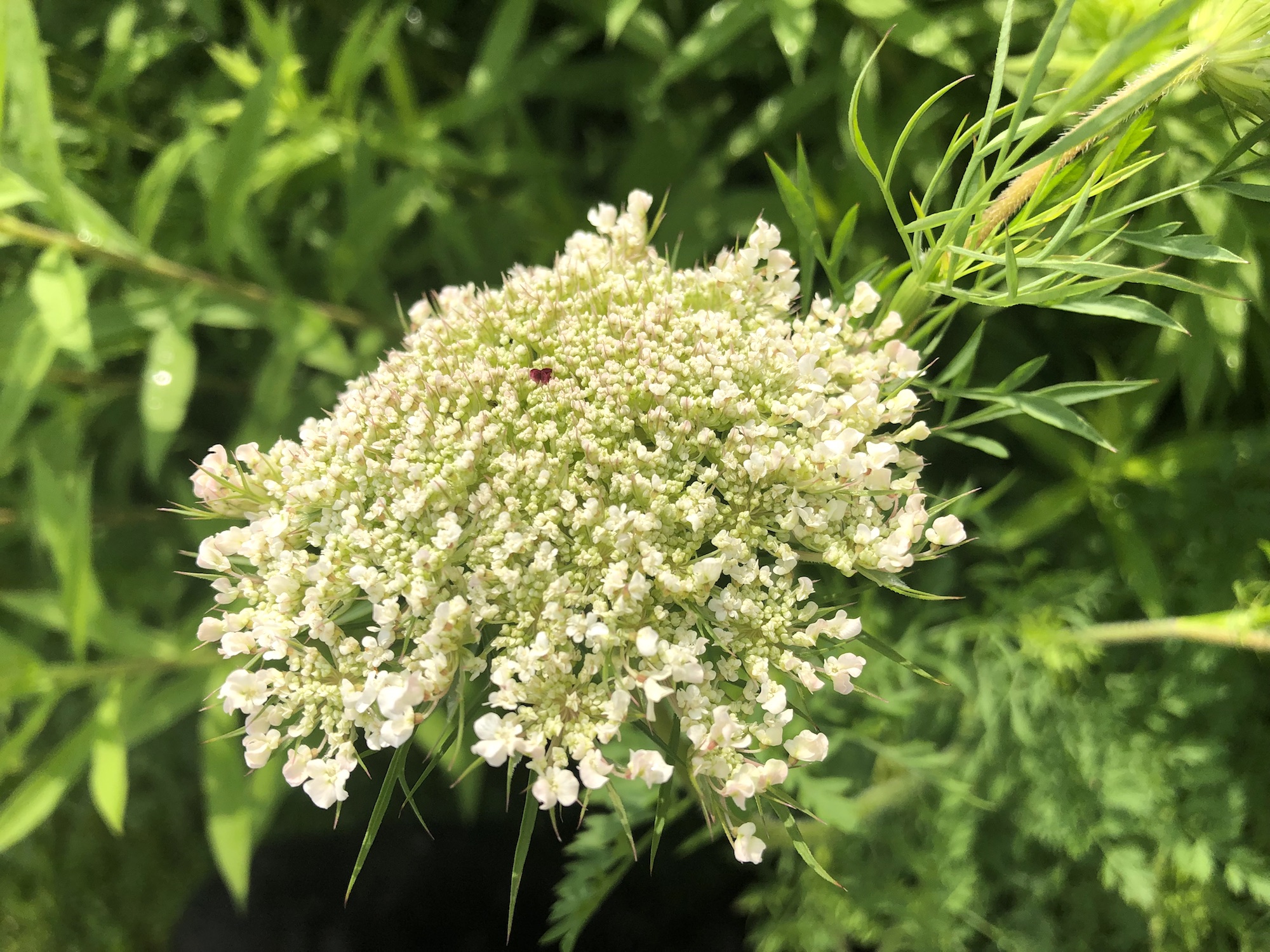 Queen Anne's Lace on bank of retaining pond on the corner of Nakoma Road and Manitou Way in Madison, WI on July 6, 2019.