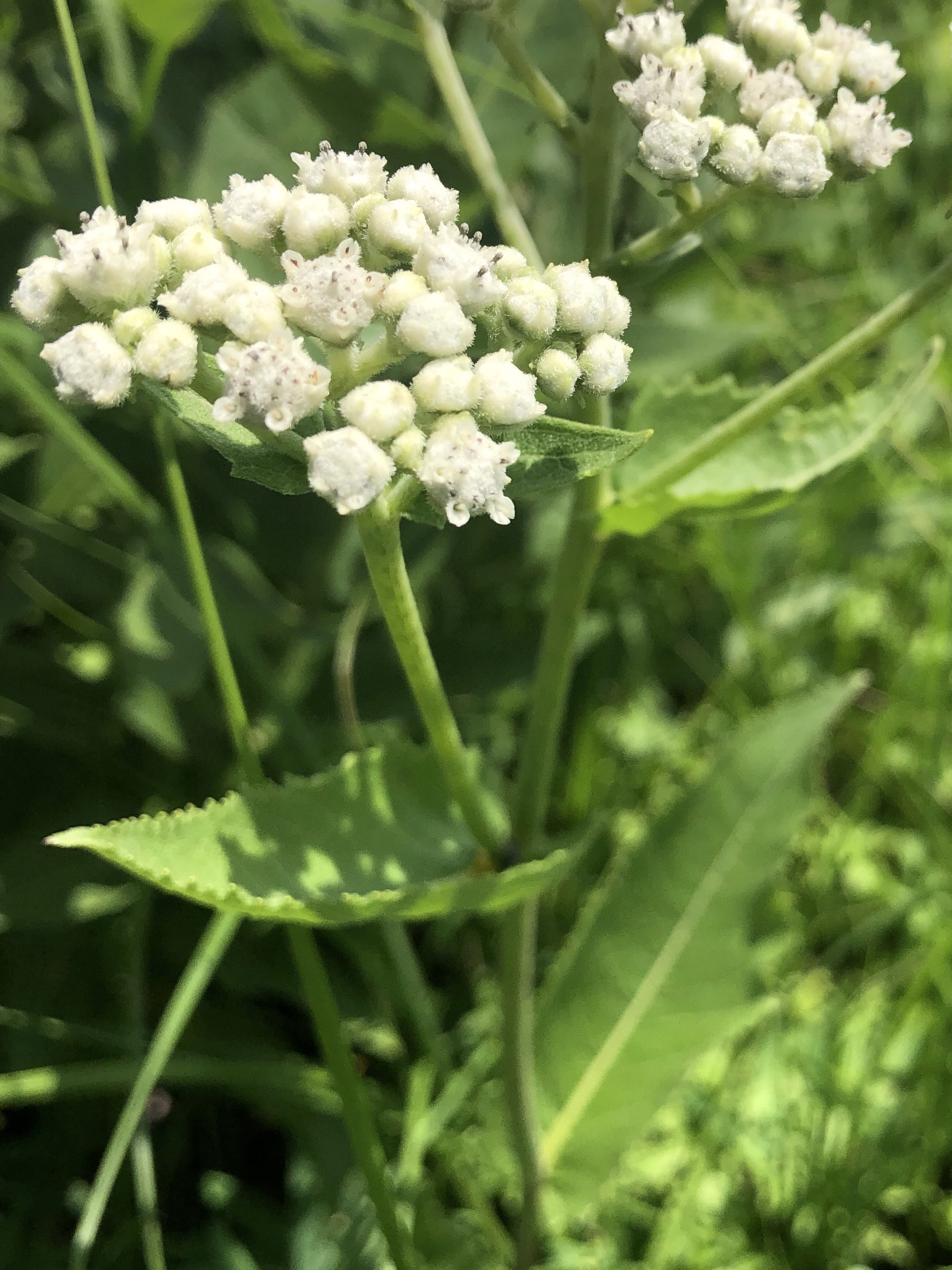 Wild Quinine in UW Arbortetum Native Gardens in Madison, Wisconsin on June 30, 2021.