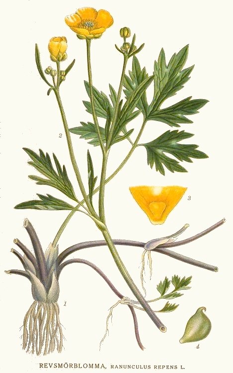 Ranunculus repens botanical illustration by the Swedish botanist C. A. M. Lindman between 1917 and 1926.