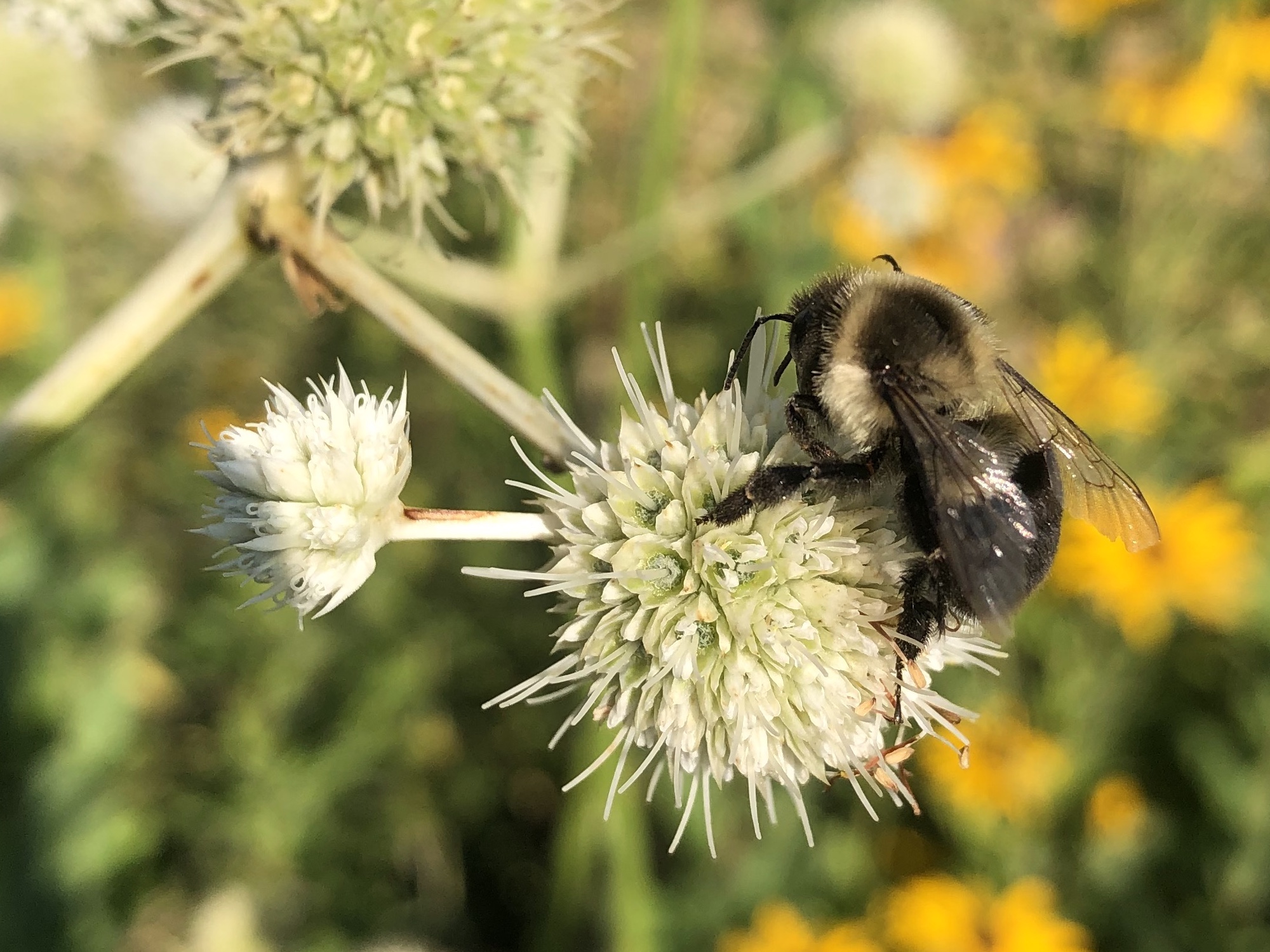 Bumblebee on Rattlesnake Master near UW Arboretum Visitor Center in Madison, Wisconsin on on August 2, 2021.