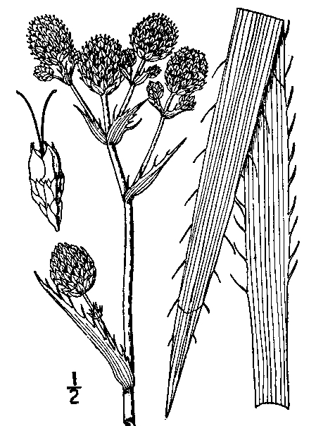 Rattlesnake Master (Eryngium yuccifolium) illustration circa 1913.