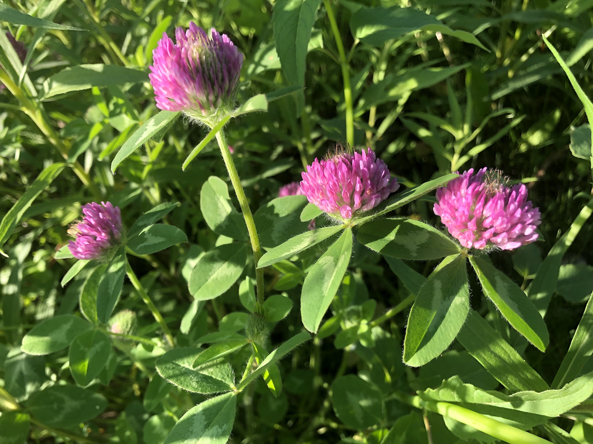 Red Clover on the bank of the retaining pond on June 2, 2020.