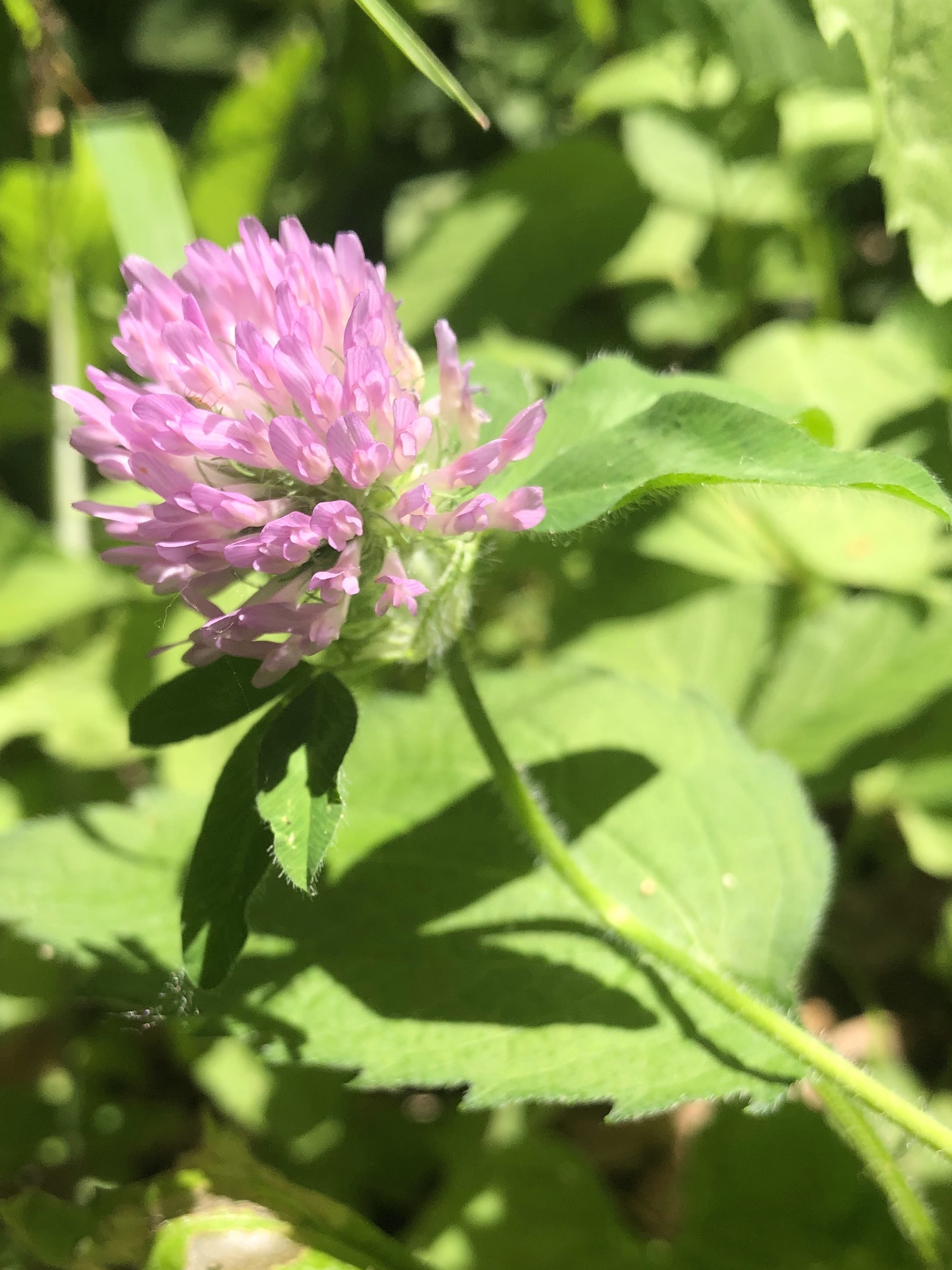 Red Clover in Nakoma Park in Madison, Wisconsin on June 17, 2021.