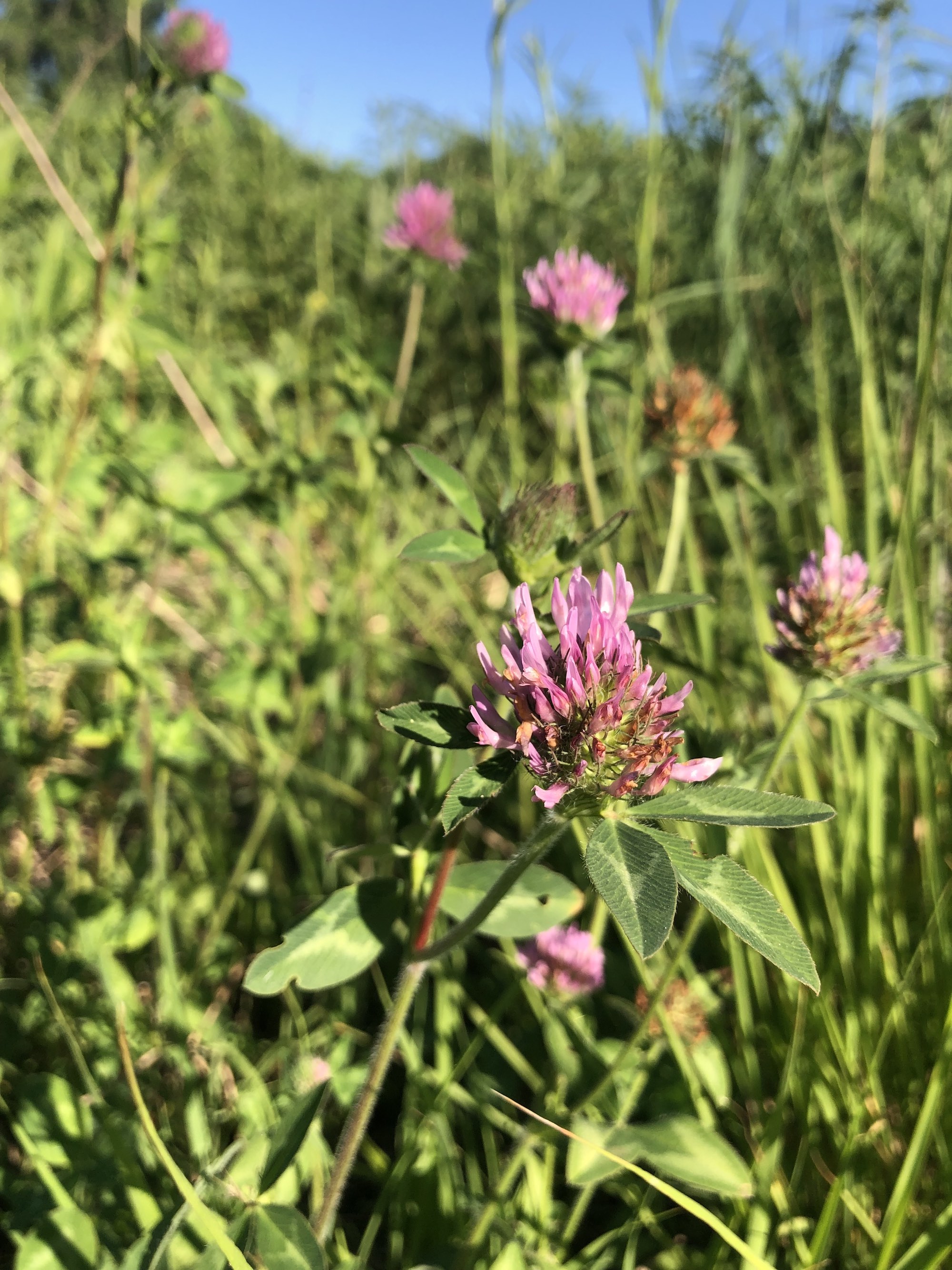 Red Clover in Marion Dunn Prairie in Madison, Wisconsin on June 16, 2021.