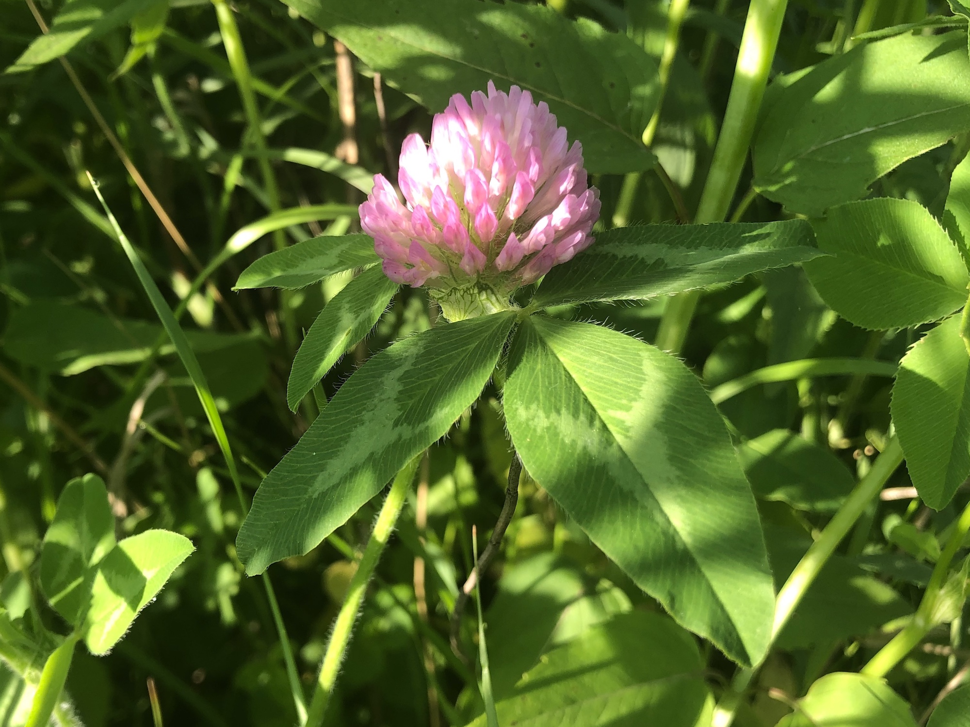 Red Clover on the bank of the retaining pond on June 4, 2020.