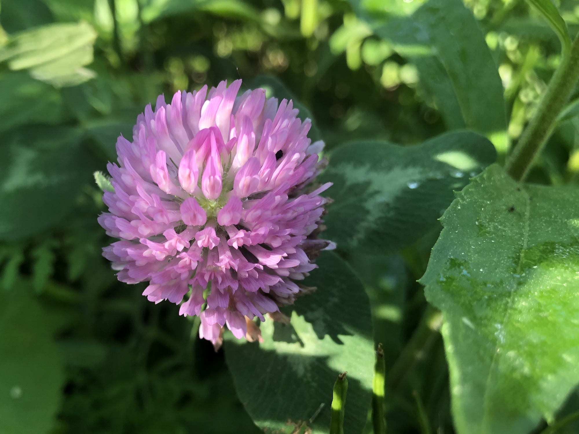Red Clover on bank of retaining pond at the corner of Manitou Way and Nakoma Road in Madison, Wisconsin on June 4, 2020.