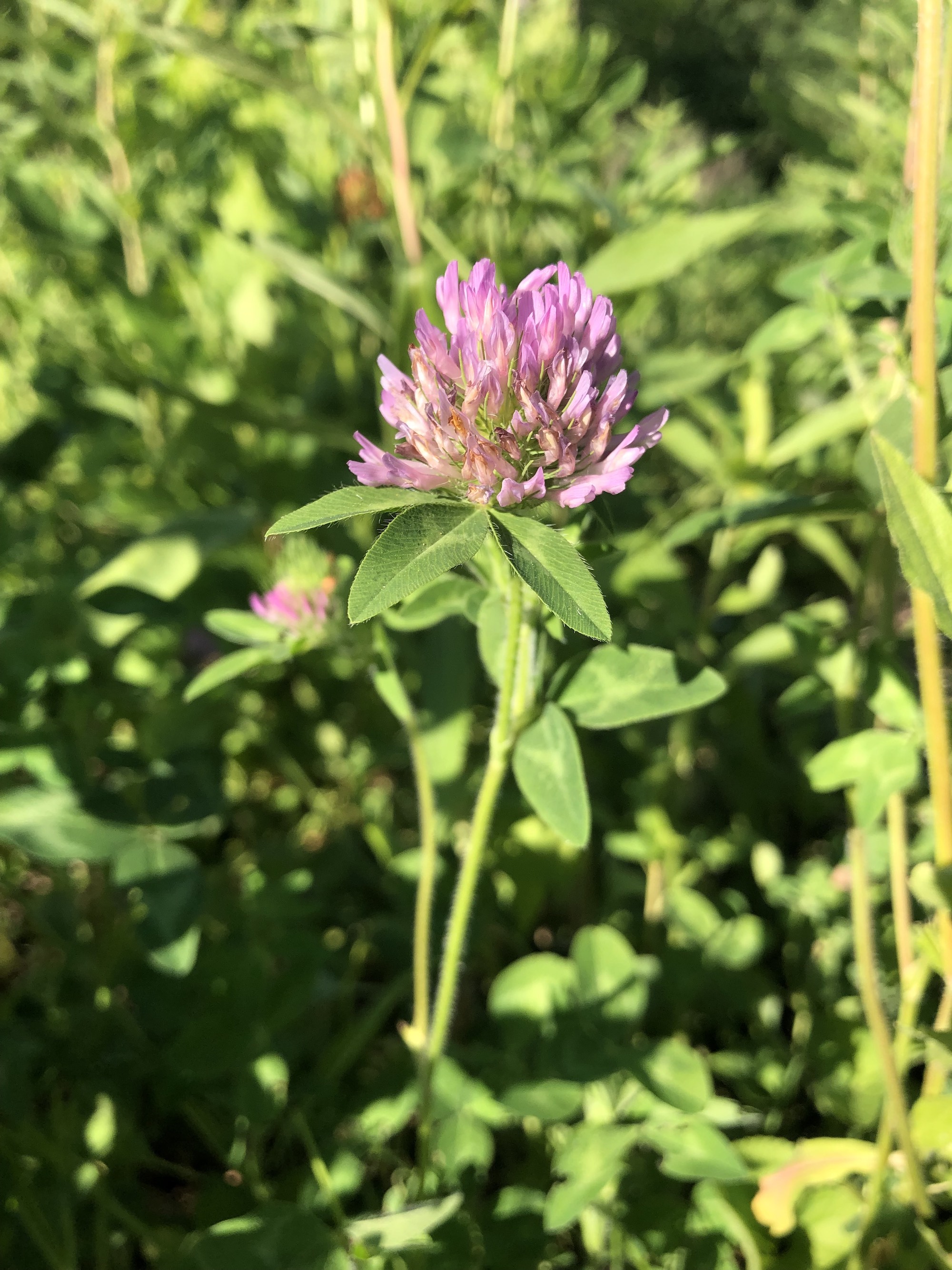 Red Clover in Marion Dunn Prairie in Madison, Wisconsin on June 16, 2021.