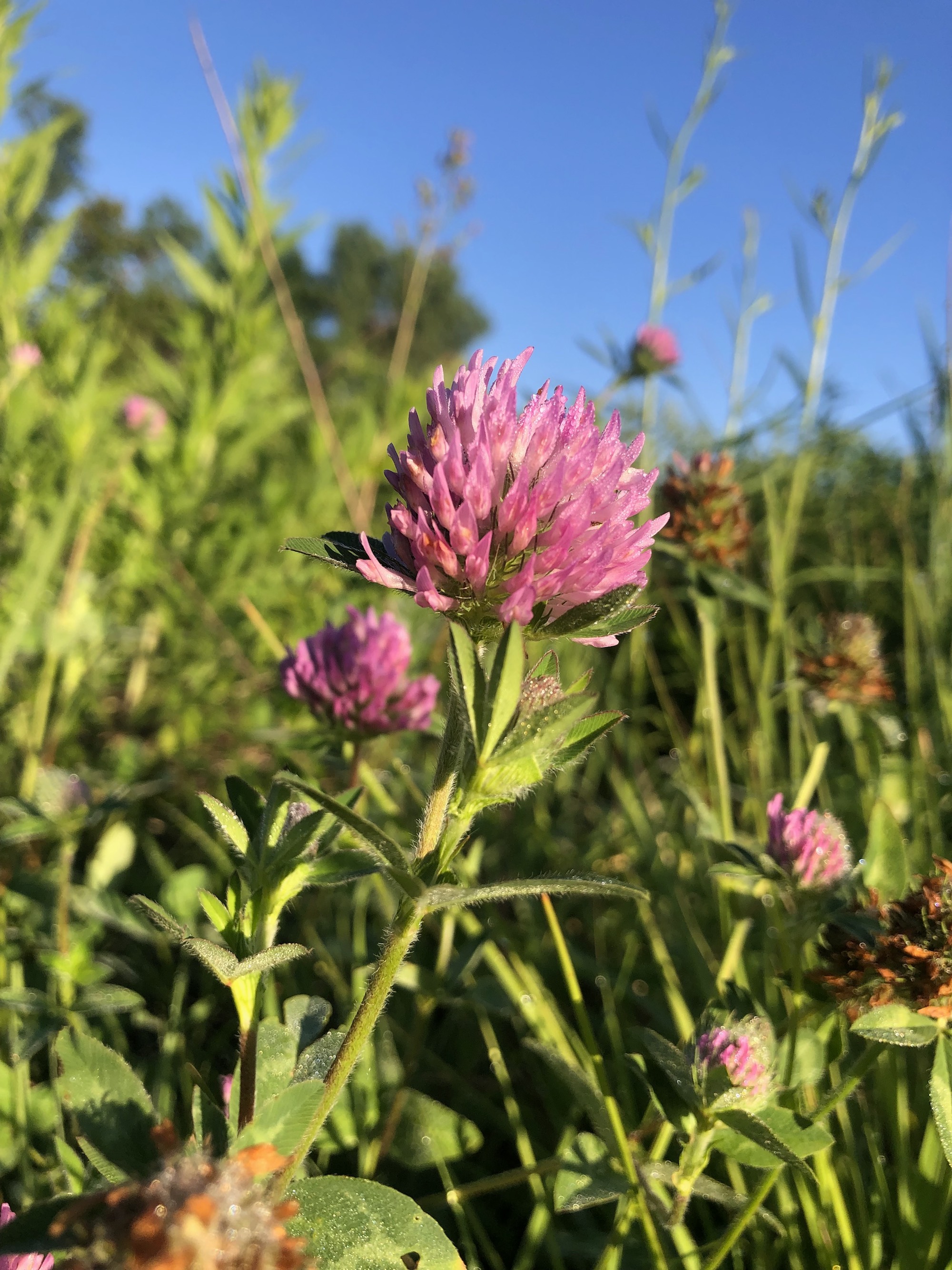 Red Clover in Marion Dunn Prairie in Madison, Wisconsin on June 22, 2021.