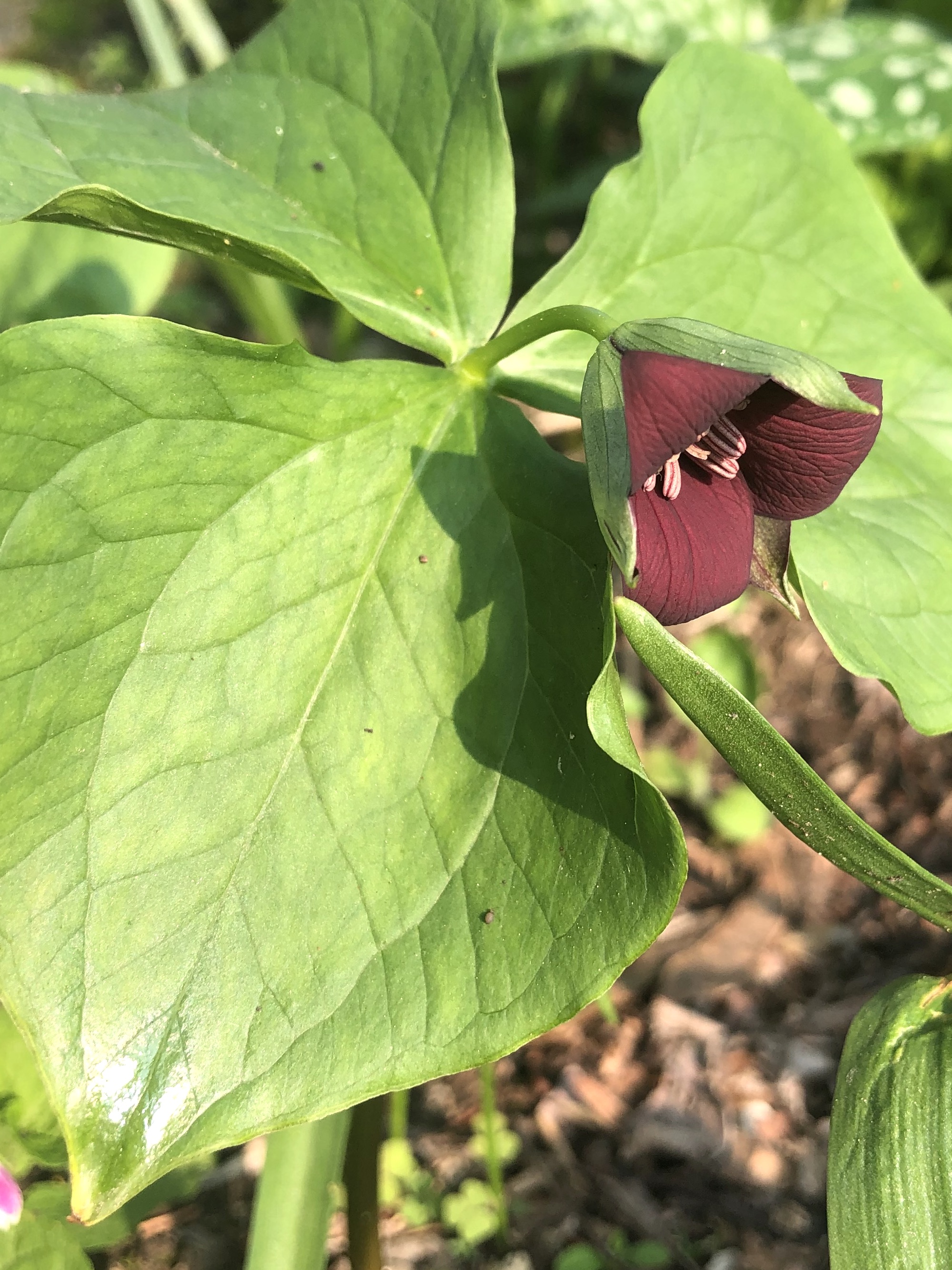 Red Trillium in Nakoma garden in Madison, Wisconsin on May 12, 2022.