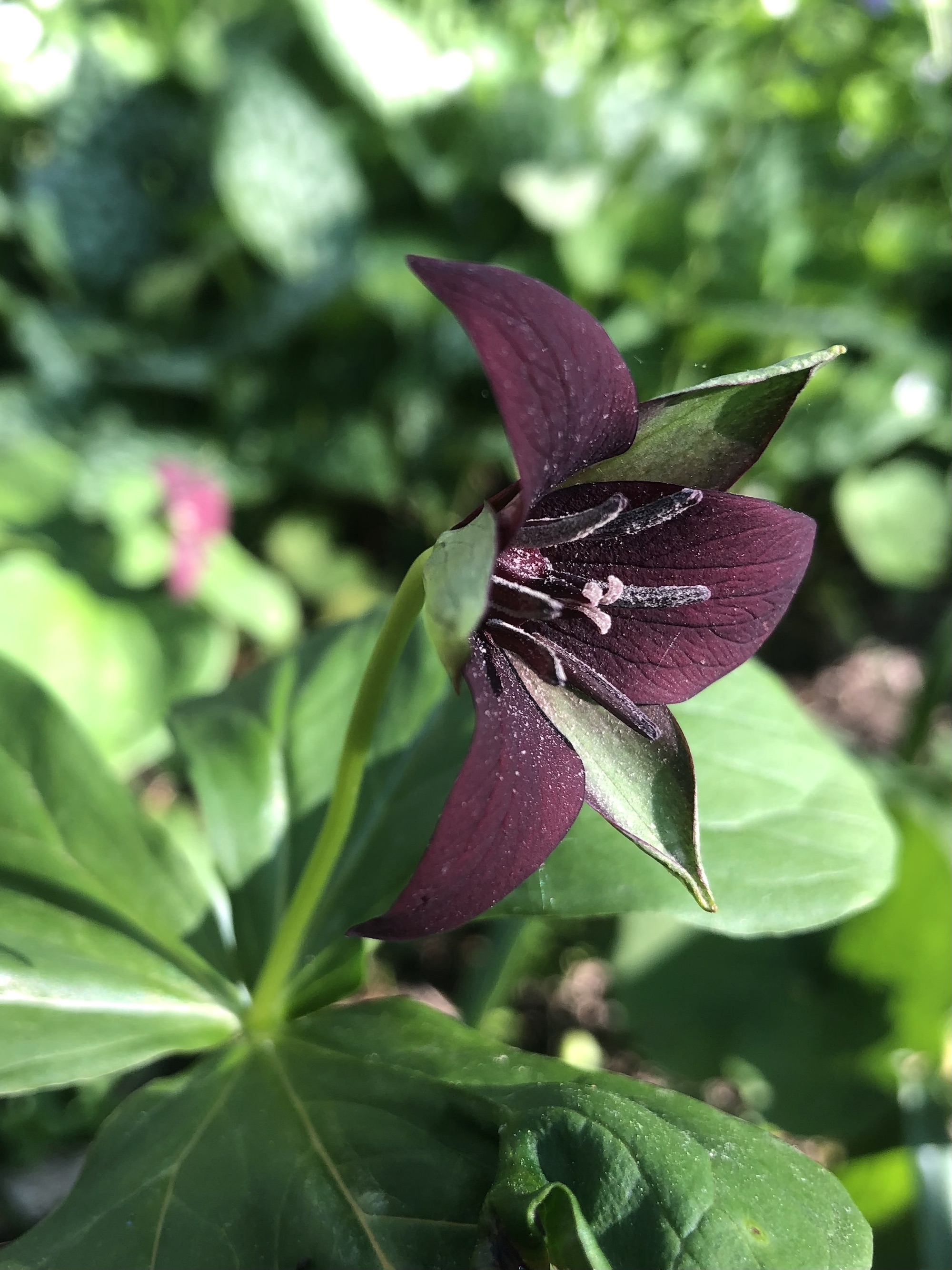 Red Trillium in Nakoma garden in Madison, Wisconsin on May 15, 2022.