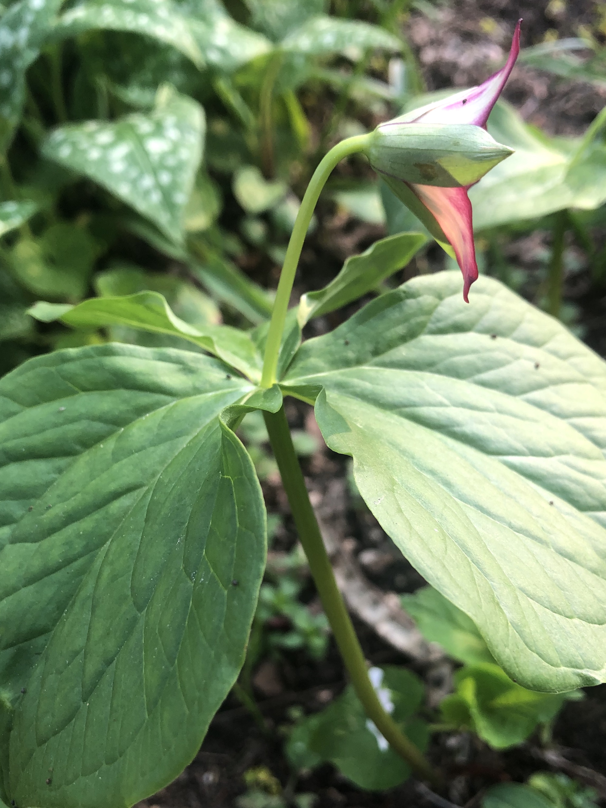 Red Trillium in Nakoma garden in Madison, Wisconsin on May 11, 2022.