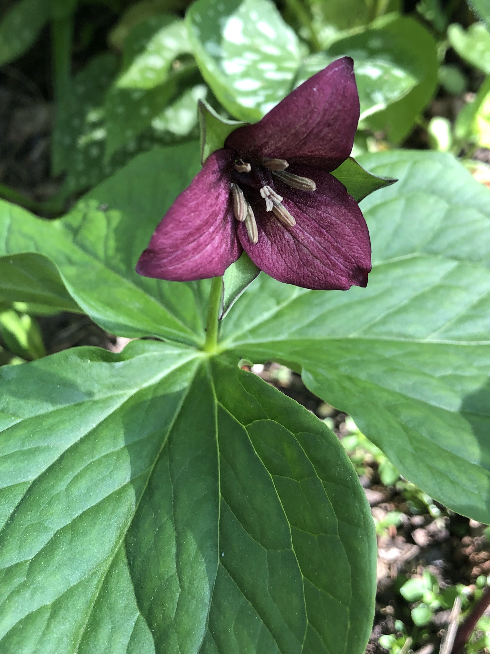 Red Trillium in Nakoma garden in Madison, Wisconsin on May 17, 2022.