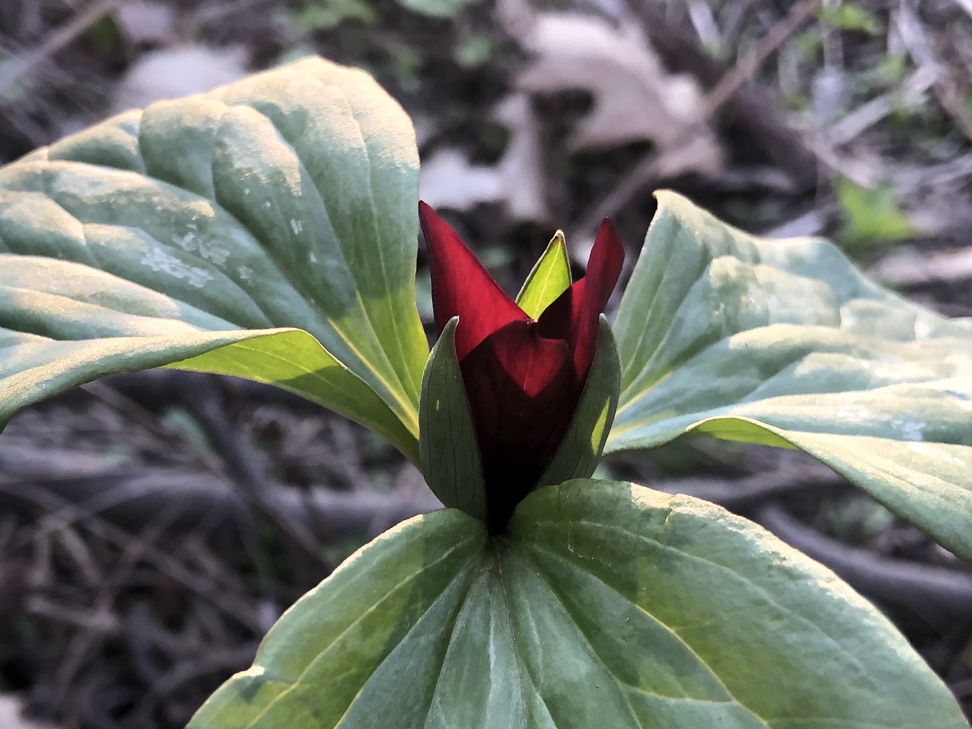 Trillium off of bike path between Marion Dunn and Duck Pond on April 26, 2021.