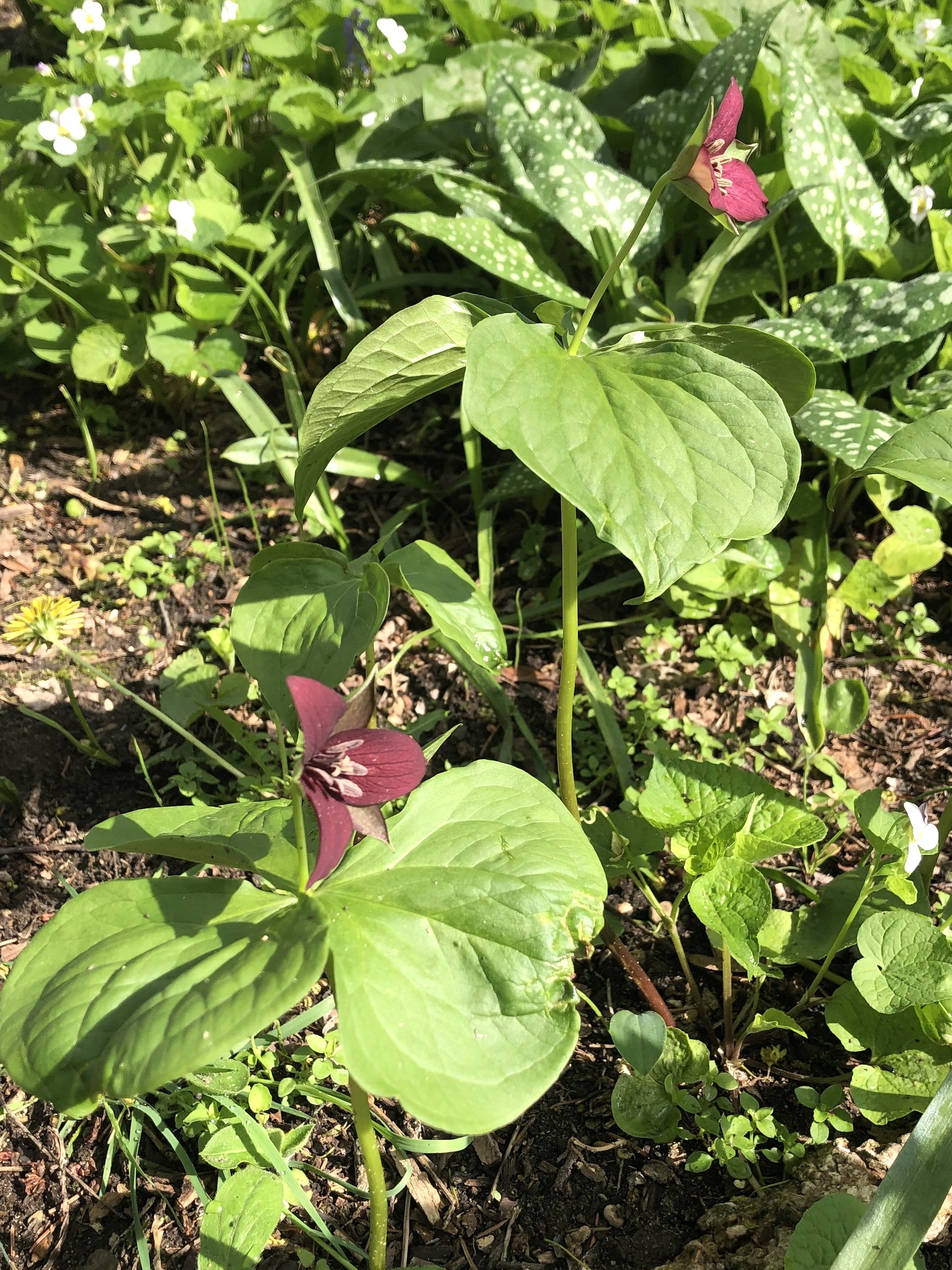 Red Trillium in Nakoma garden in Madison, Wisconsin on May 14, 2022.