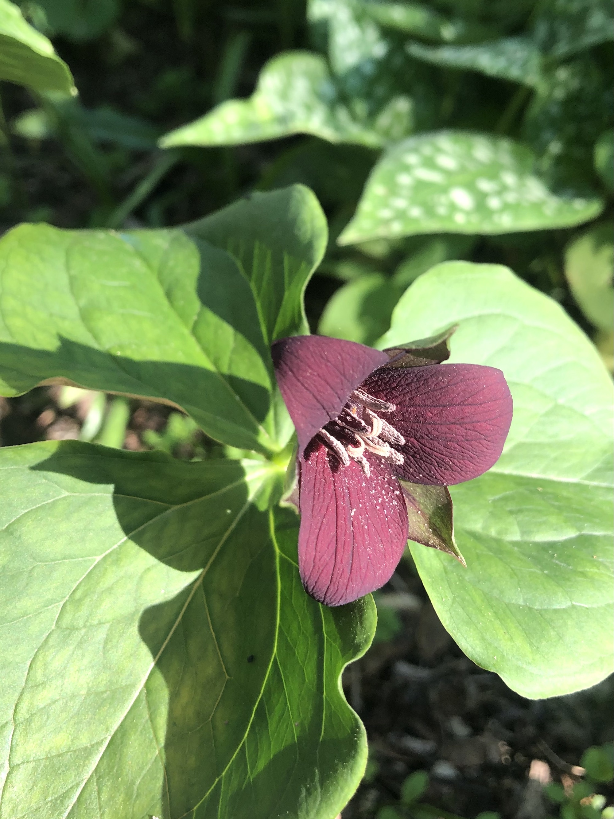 Red Trillium in Nakoma garden in Madison, Wisconsin on May 15, 2022.