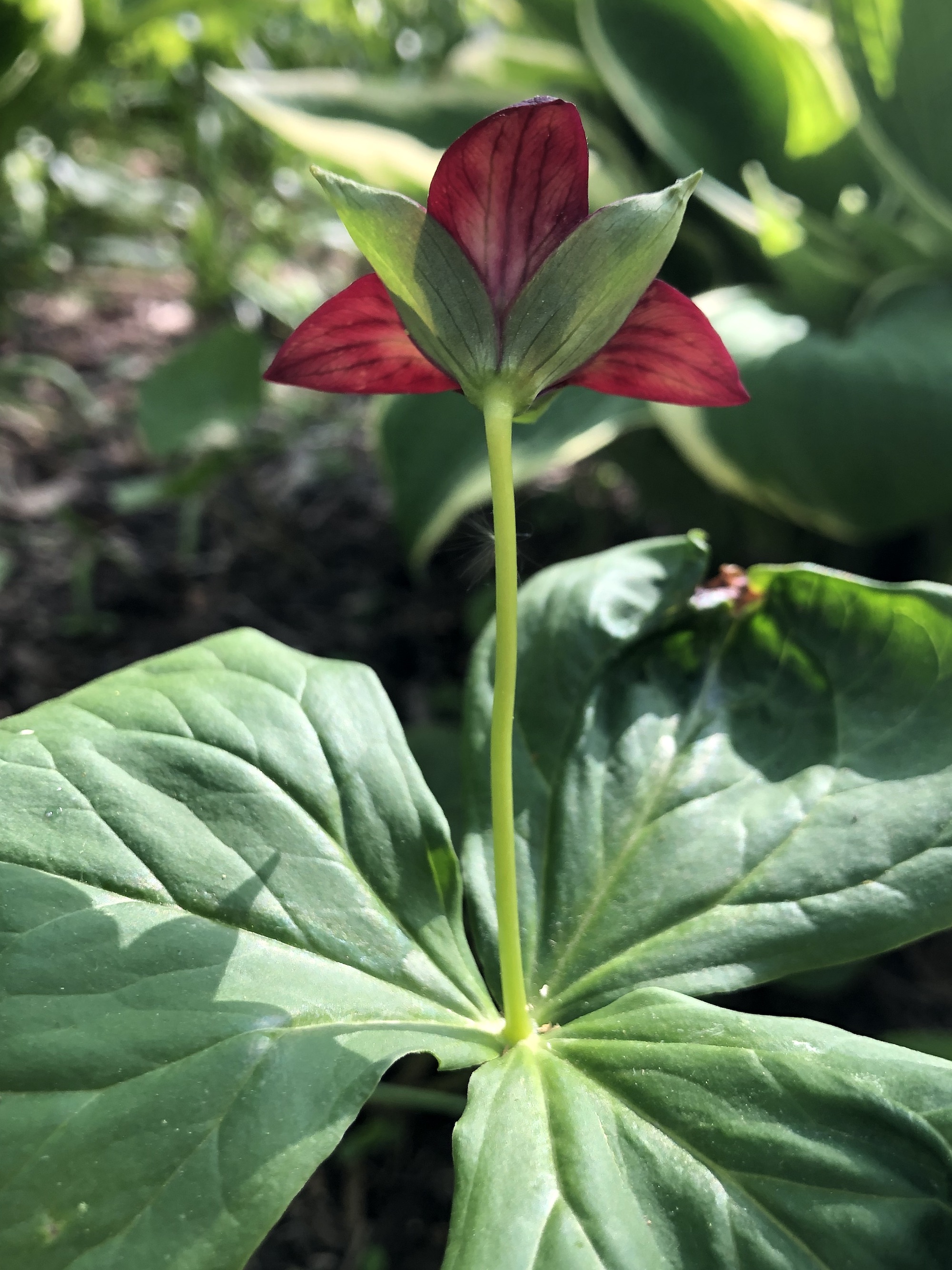 Red Trillium in Nakoma garden in Madison, Wisconsin on May 17, 2022.