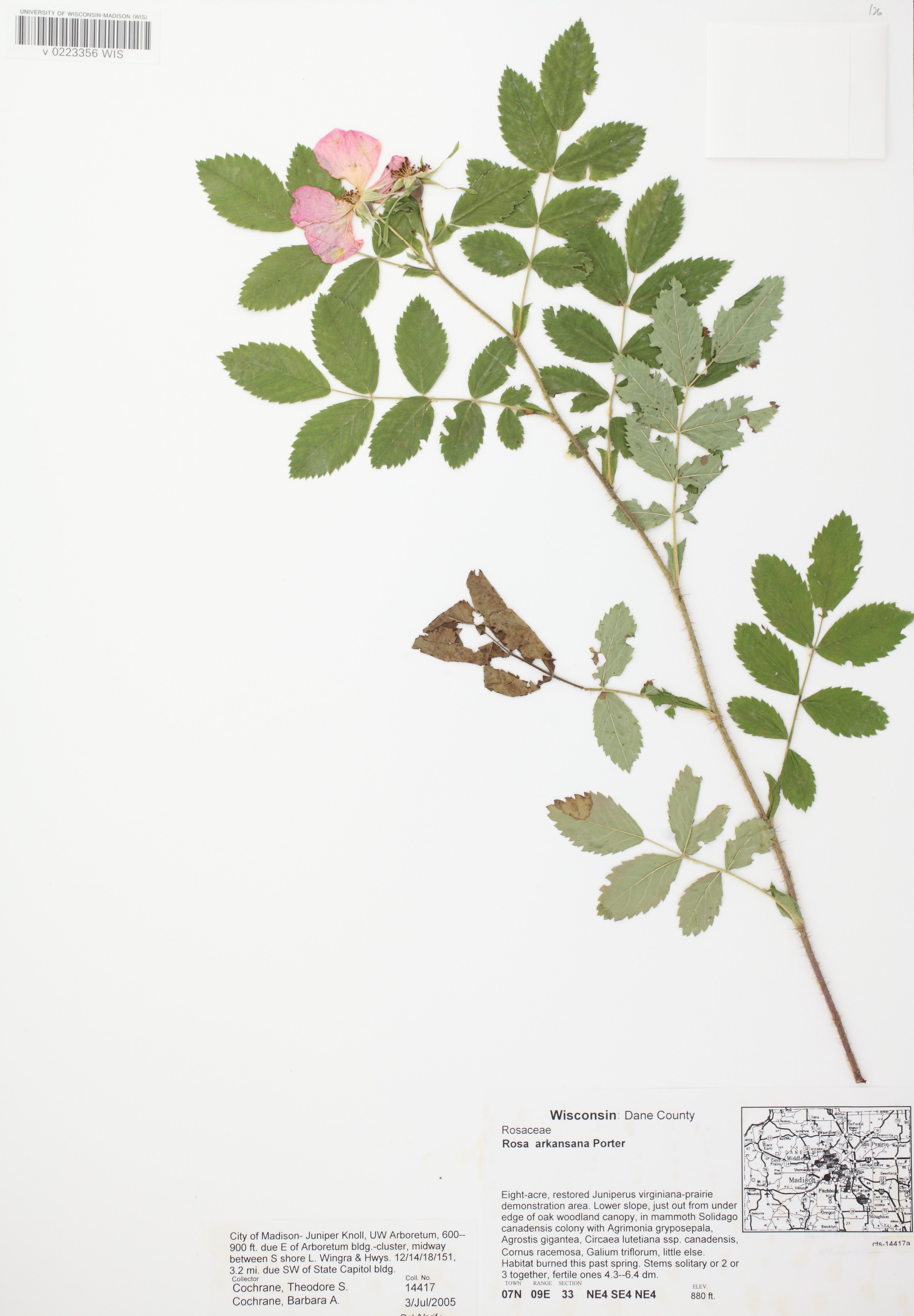 Prairie Rose (Rosa arkansana) specimen collected in city of Madison, Wisconsin on July 3, 2005.