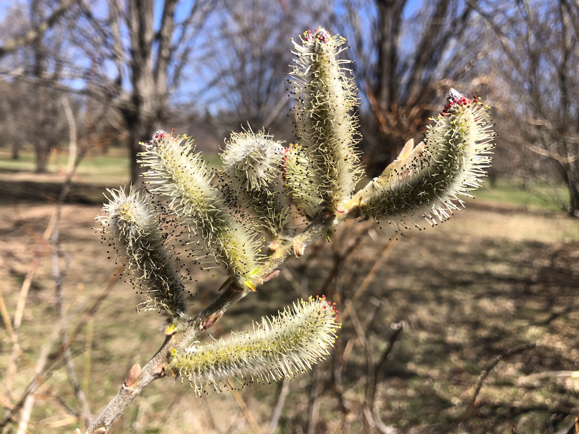 Rose-Gold Pussy Willow in UW-Madison Arboretumm on April 1, 2021.