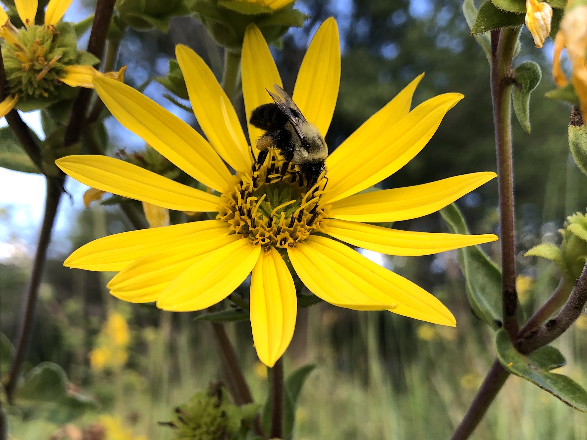 Bumblebee on Rosinweed on August 18, 2020.