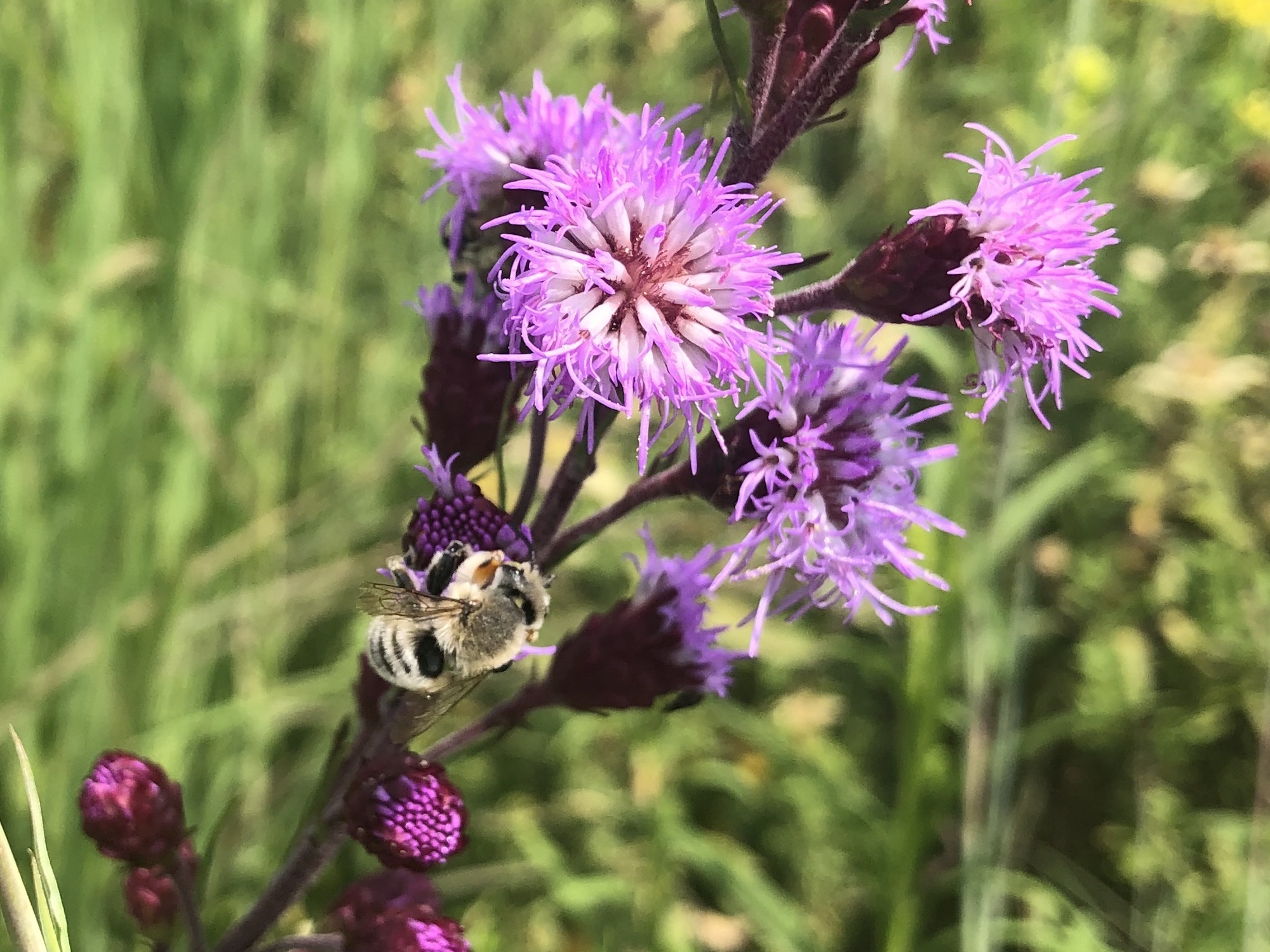 Bee on Rough Blazing Star in UW Arbortetum near Visitors Center in Madison, Wisconsin on August 16, 2021.