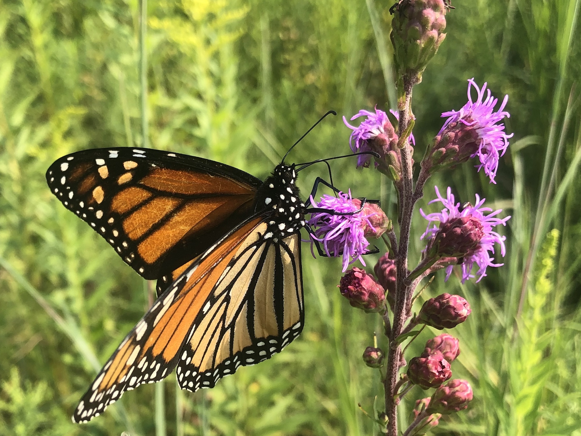 Monarch on Rough Blazing Star on August 10, 2021.