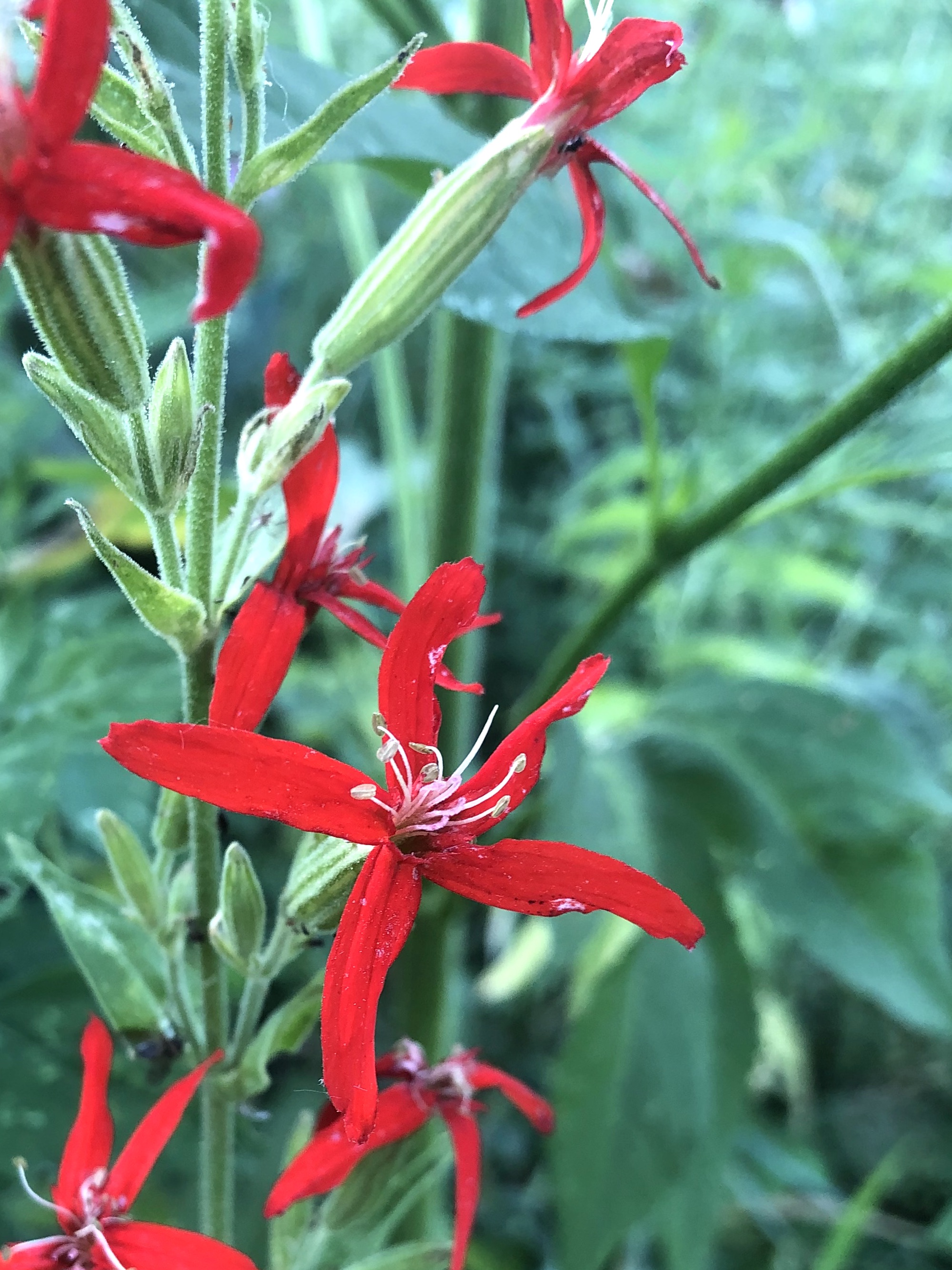 Royal Catchfly in wildflower garden along bike path at Glenway Street in Madison, Wisconsin on July 19, 2022.