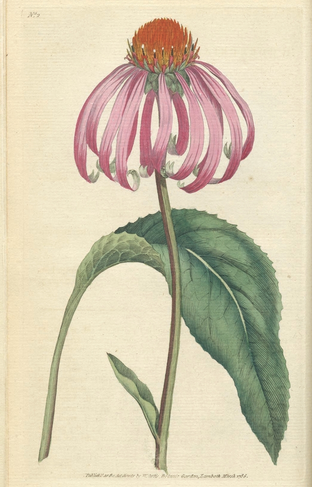 Purple coneflower illustration circa 1787.